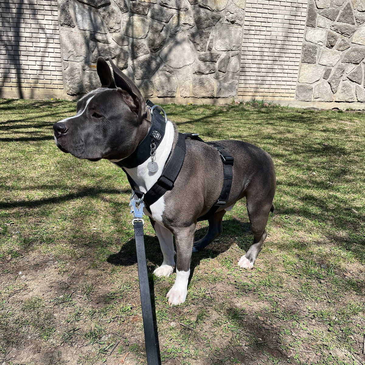 Bully Wags - Y Strap Adventure Sele - Svart: Svart / Liten