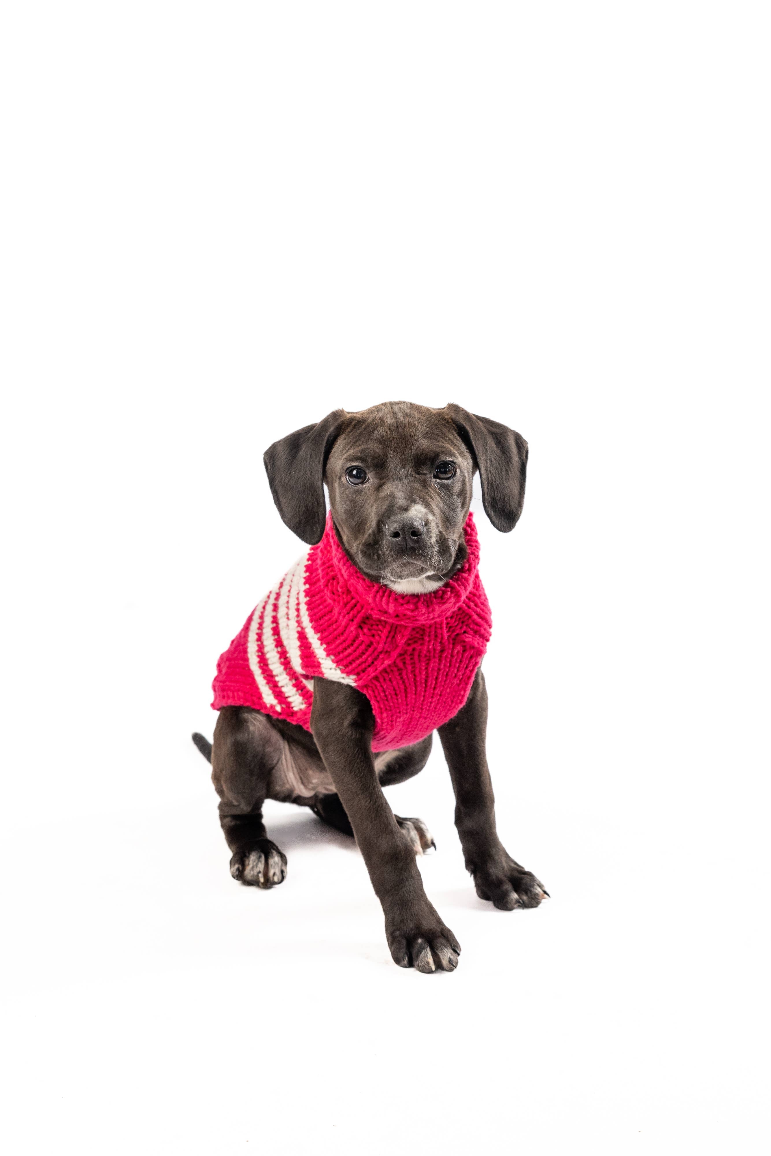 Chilly Dog Katie Stripe – handstickad hundtröja i alpackaull Medium