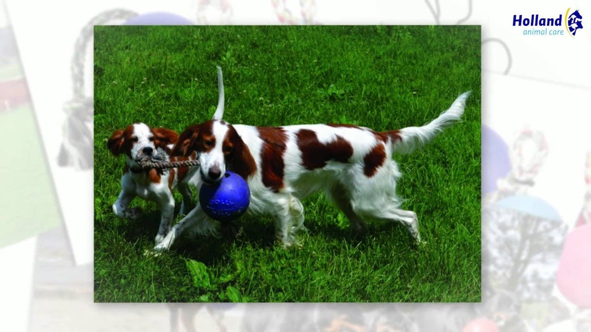Jolly Ball Romp-n-Roll 15 cm orange – tålig hundboll med rep och vaniljdoft