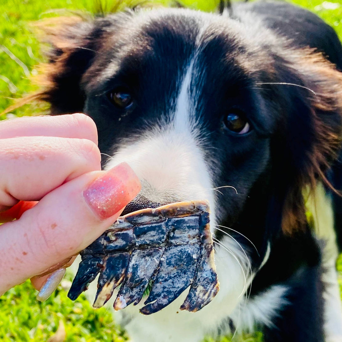 Nyhet! Krokodilchips 100 g – Naturligt hundgodis av 100 % krokodil
