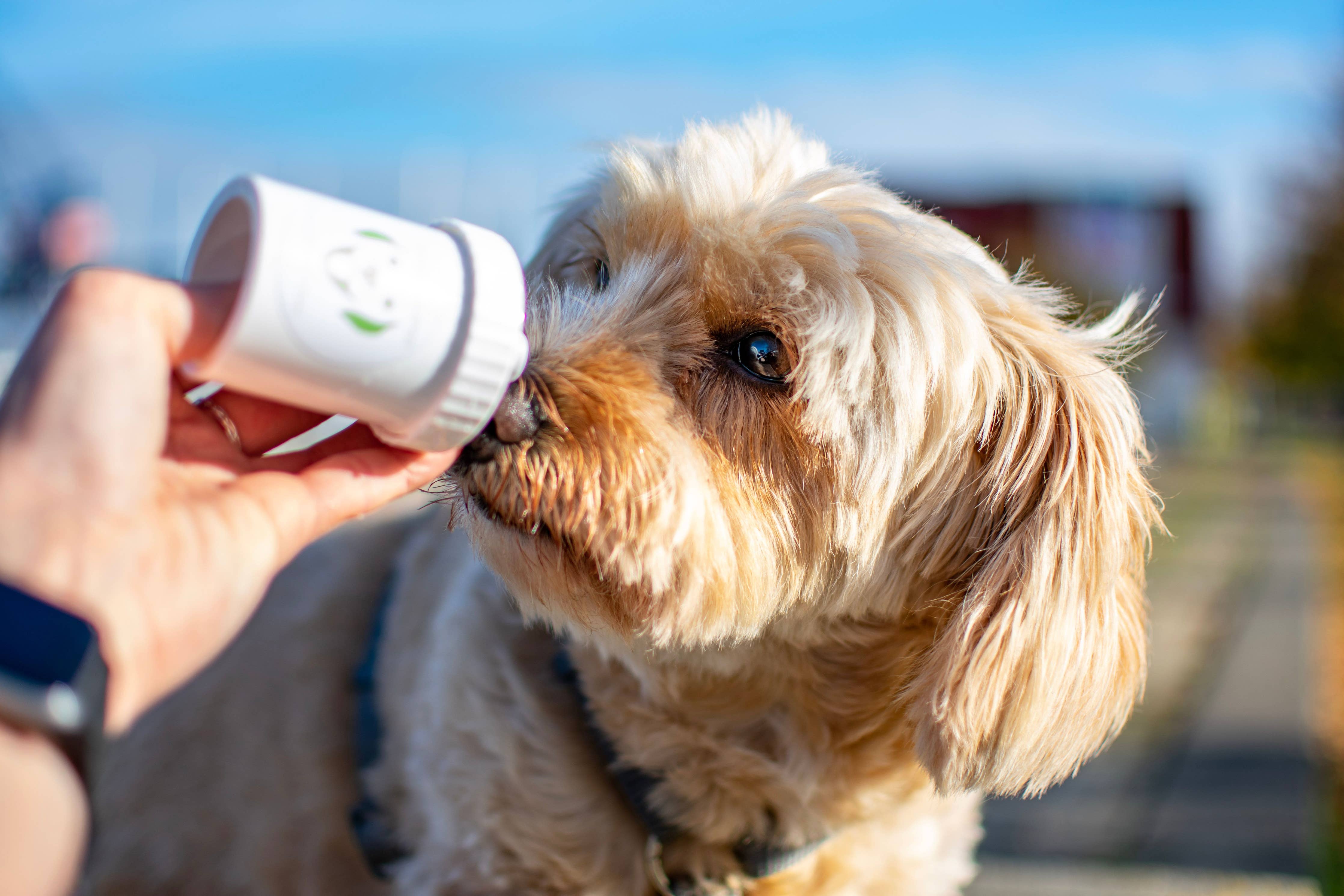 Doggyroller Doggypumper – Lila