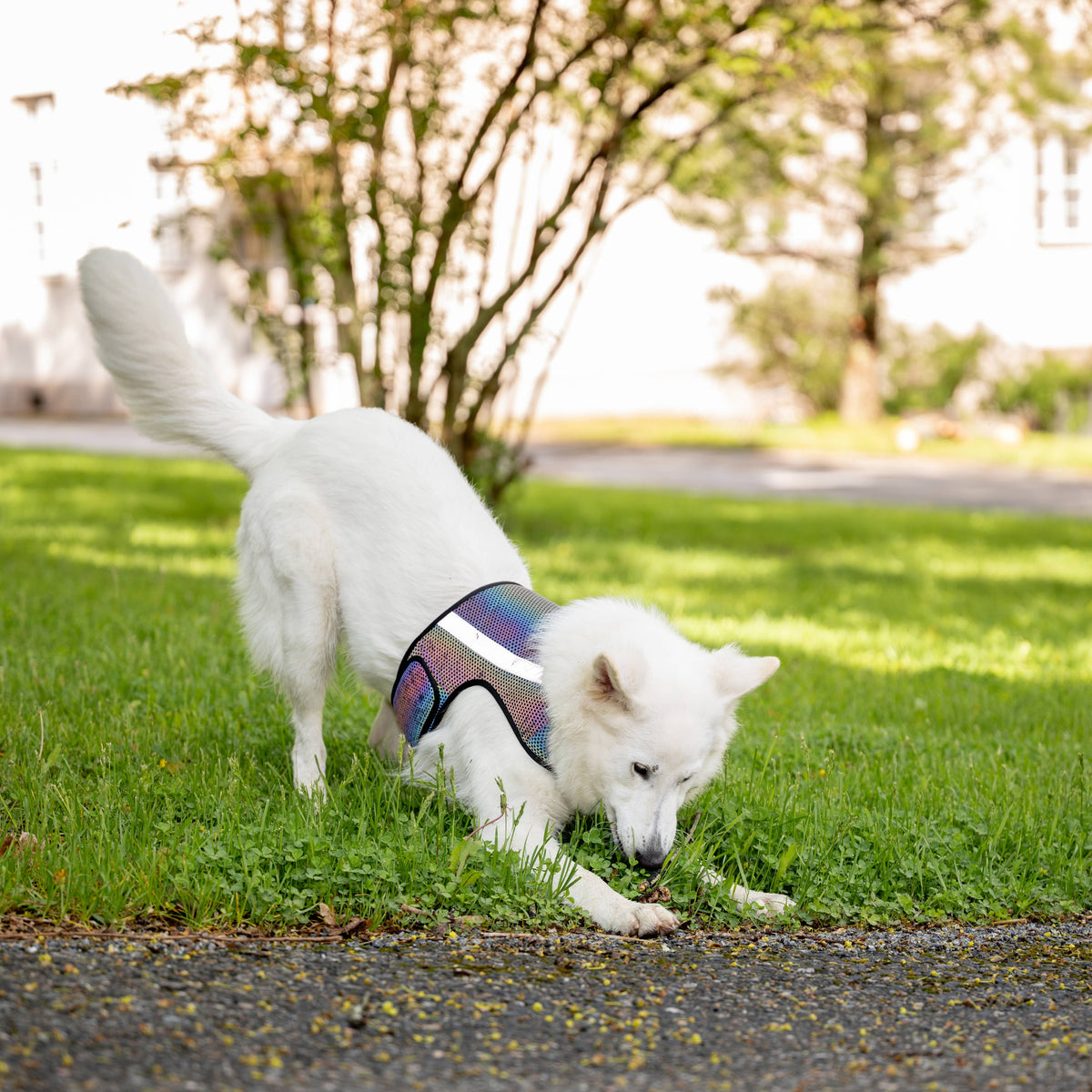 GLOW – Helreflekterande reflexväst för hund med regnbågseffekt