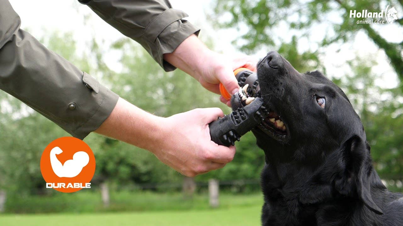 Dog Comets Meteor kastpinne orange S