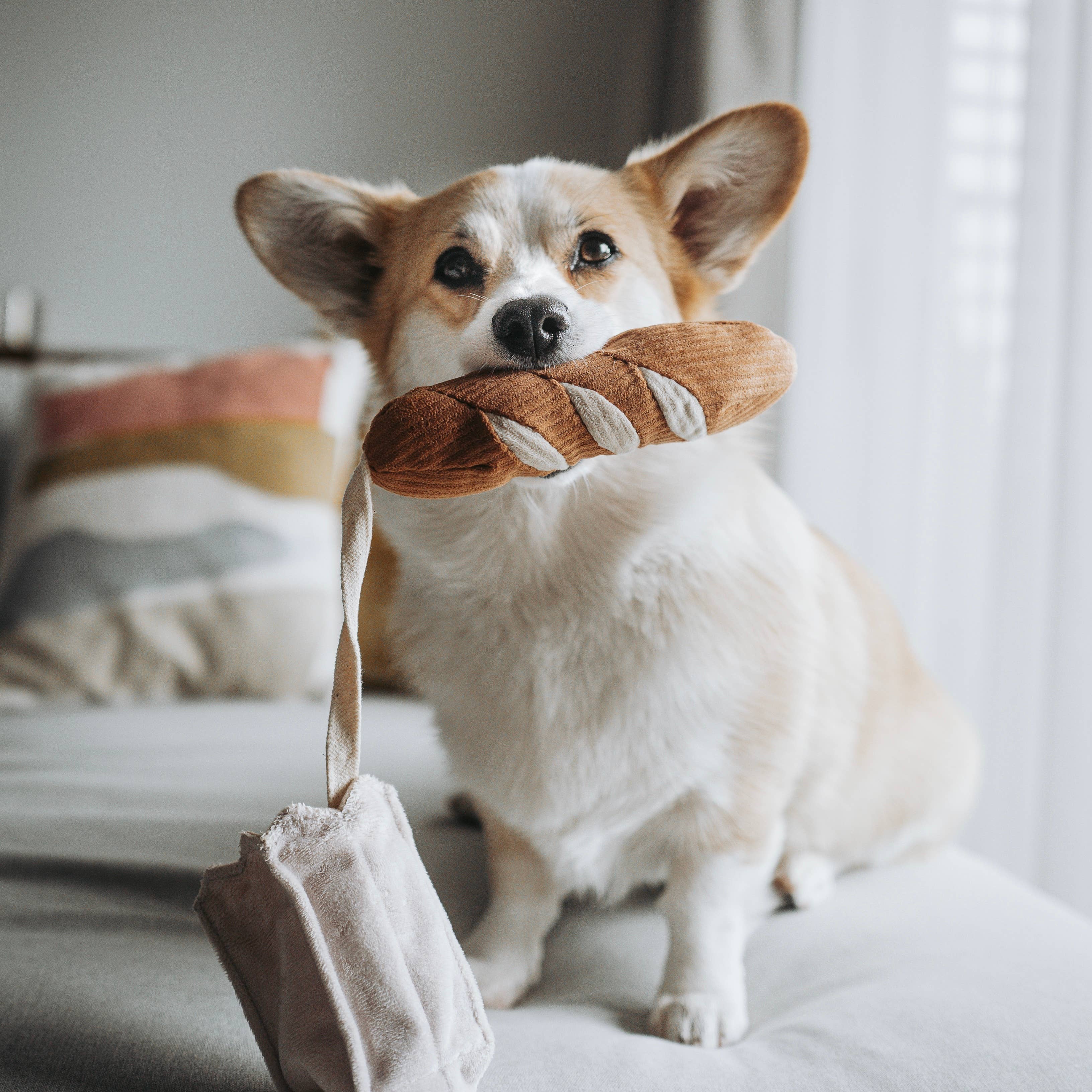 Mini Baguette – Berikningsleksak för hund | Burrow & nosarbete
