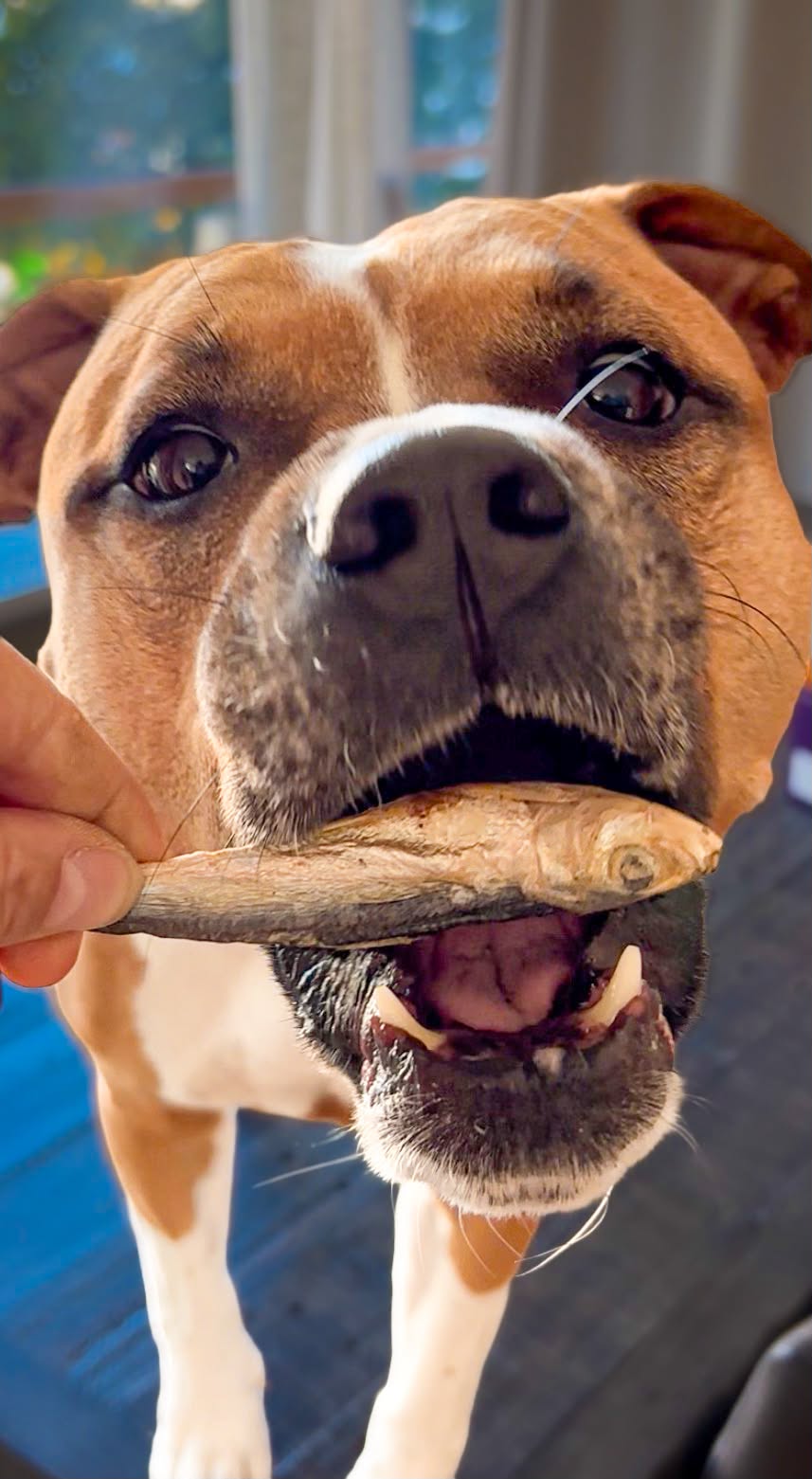 Frystorkade Sardiner för Hund – Naturligt Fiskgodis