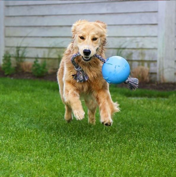 Jolly Ball Romp-n-Roll 15 cm orange – tålig hundboll med rep och vaniljdoft