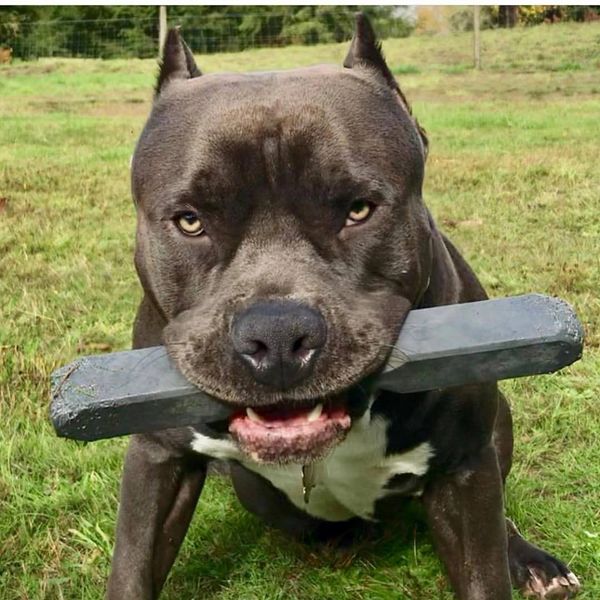 Indestructibone™ Super Max – Tuggleksak med garanti för extrema tuggare | För hundar över 46 kg (101+ lbs)