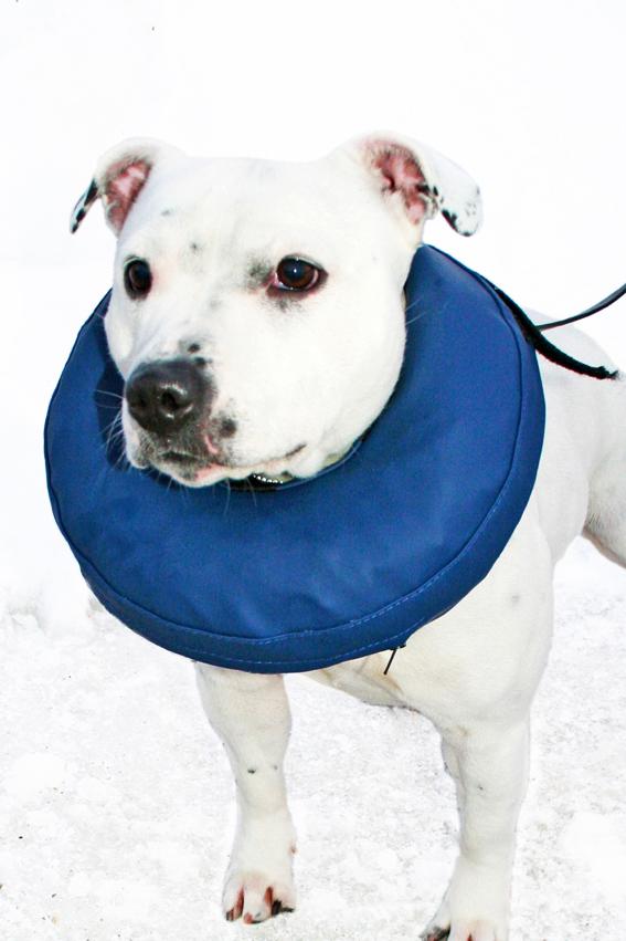 Trixie uppblåsbar tratt för hund M (40–45 cm) – mjuk skyddskrage