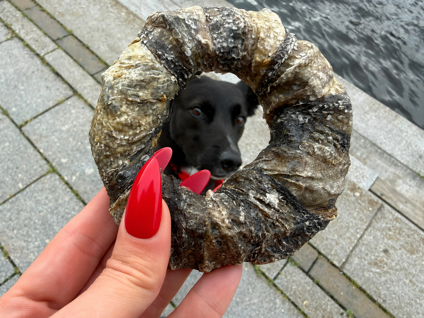 Torskhudsdonuts – naturligt hundtugg av 100 % torskhud