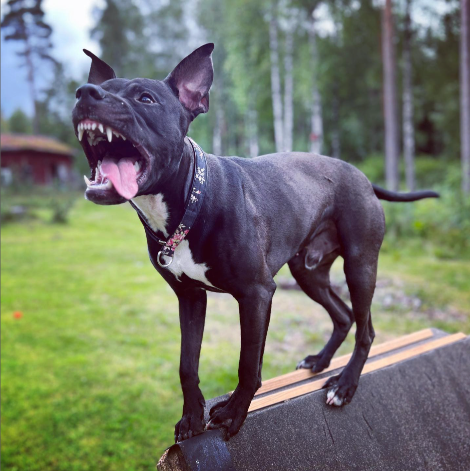 Bakgrunden till Staffeshoppen.se