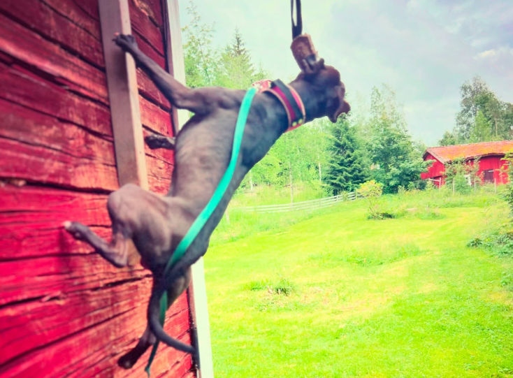 Springpole för hund – mer än bara styrka och dragkamp