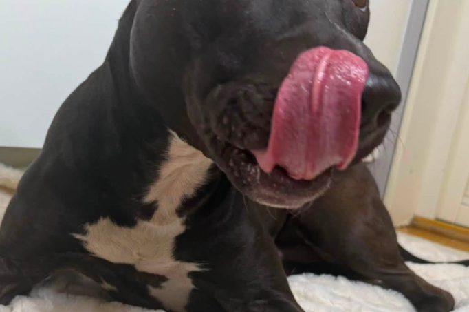 Slickbelöning – ett naturligt sätt att lugna, aktivera och berika din hund