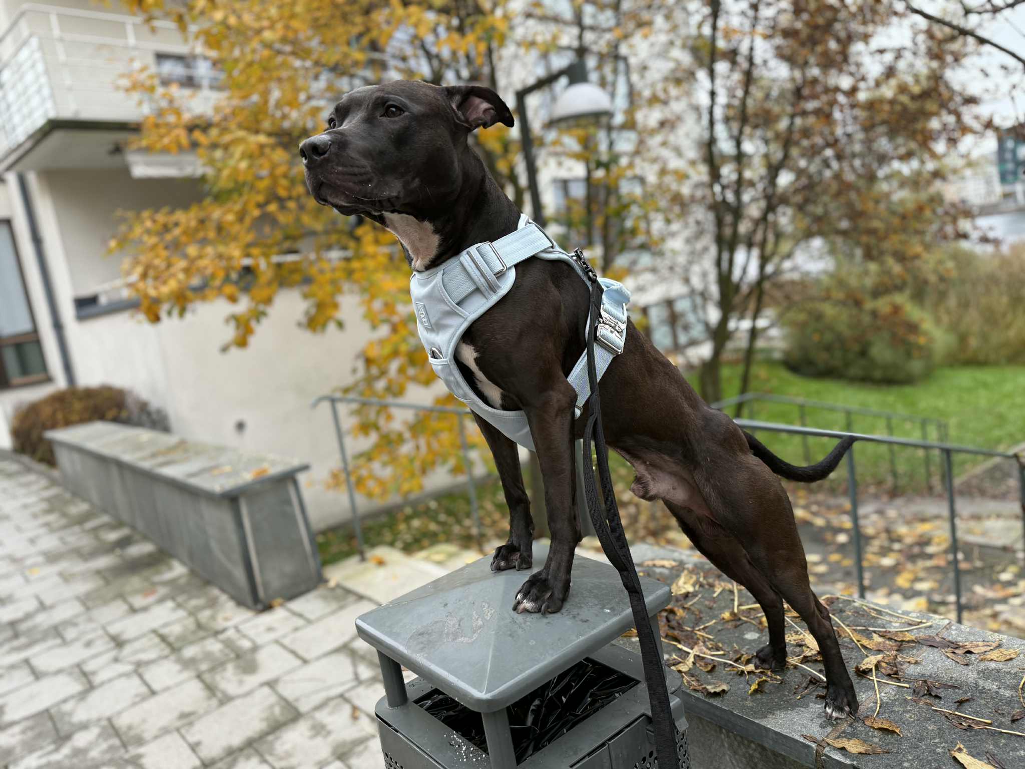 Promenad