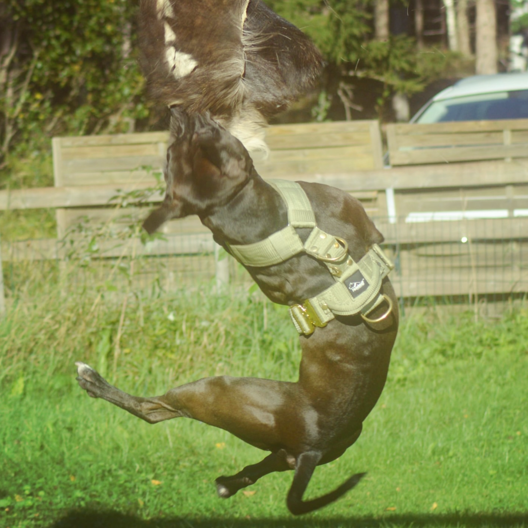 Hundträning
