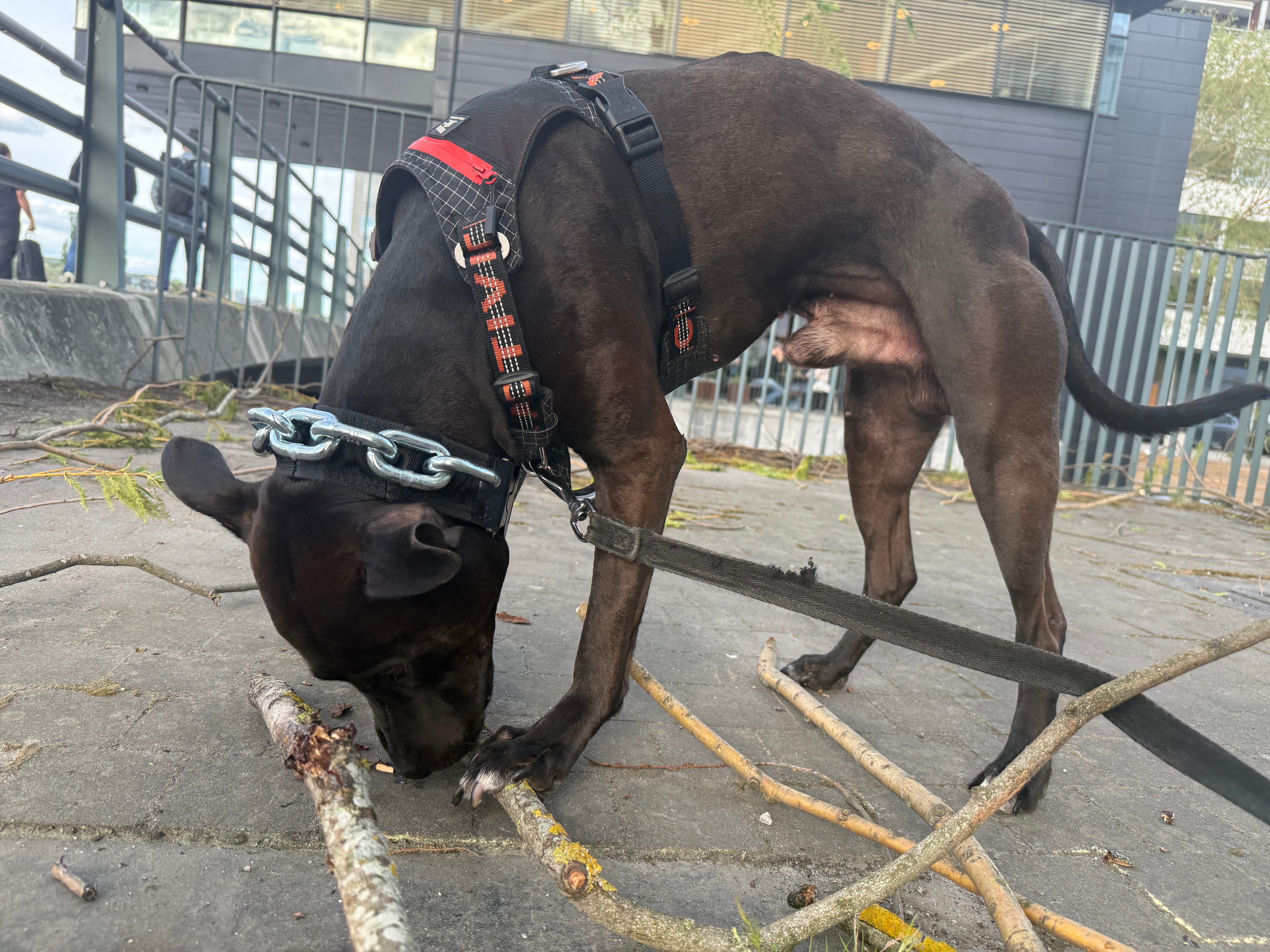 Vikthalsband för Hund – Exklusivt Tungt Stålkedjehalsband