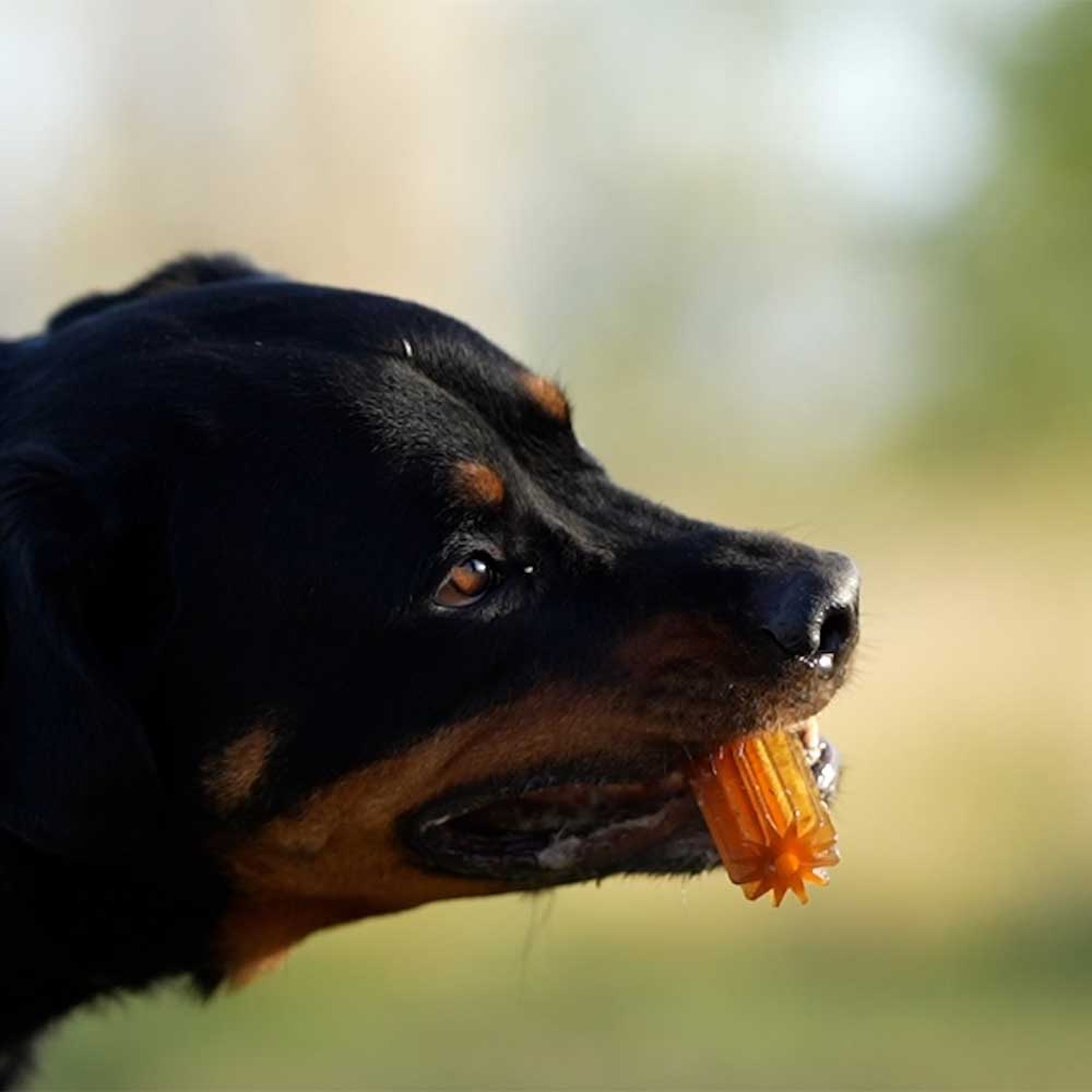 Gnugga Bitring ren hund leksak