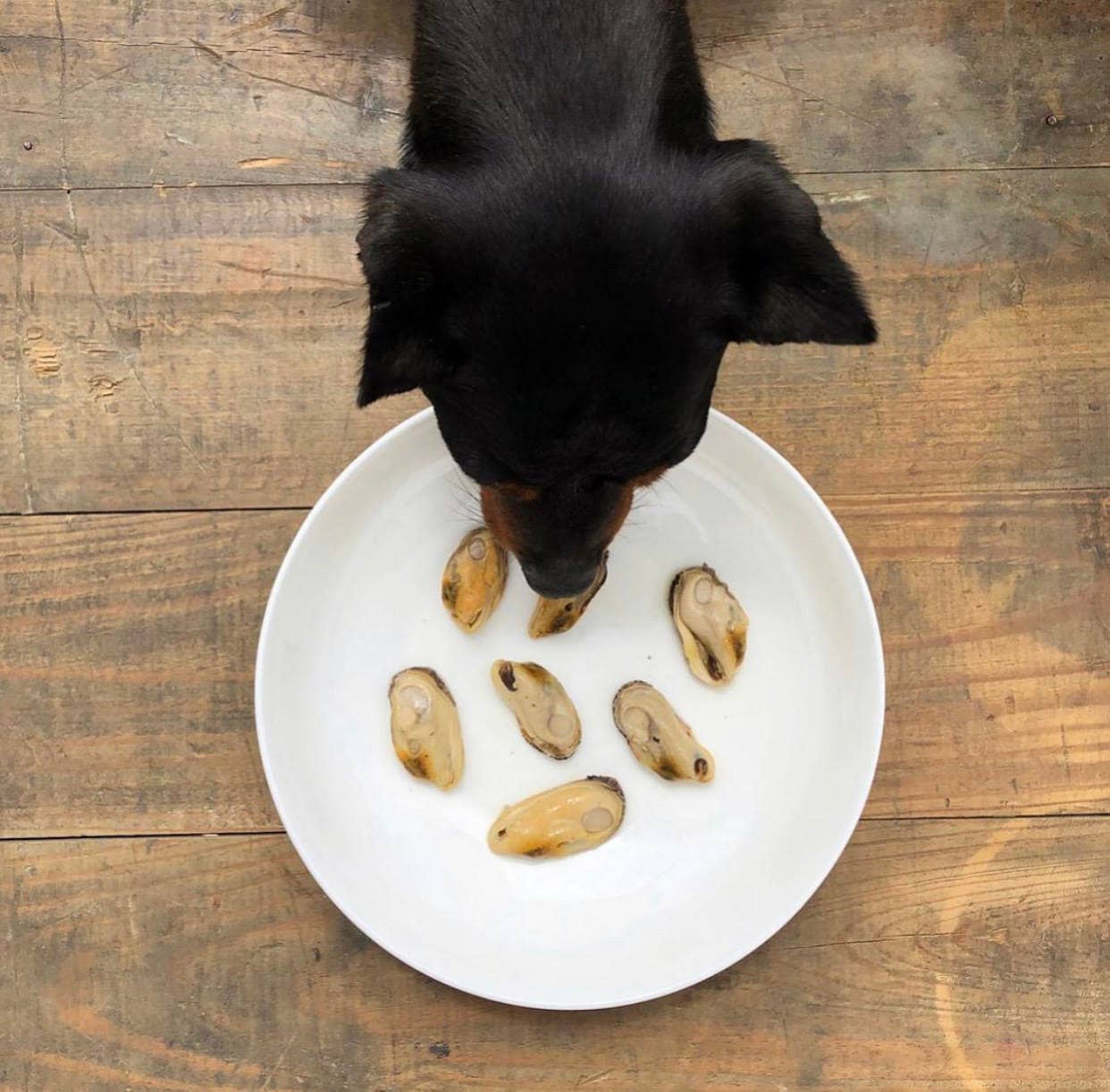 Canumi Grönläppad Mussla – Naturlig topping för hund & katt | Premium