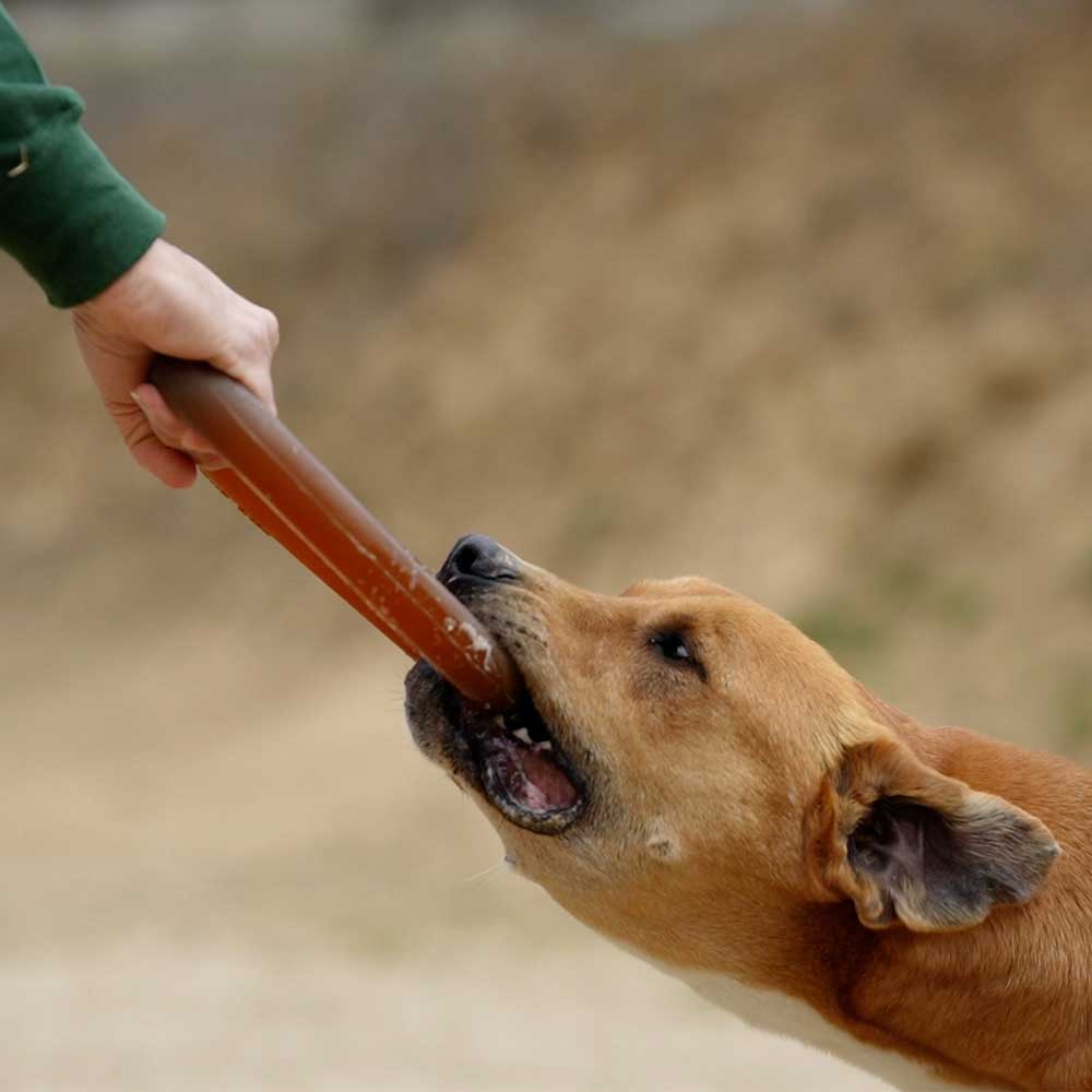 Gnugga Bite Hund Leksak: L