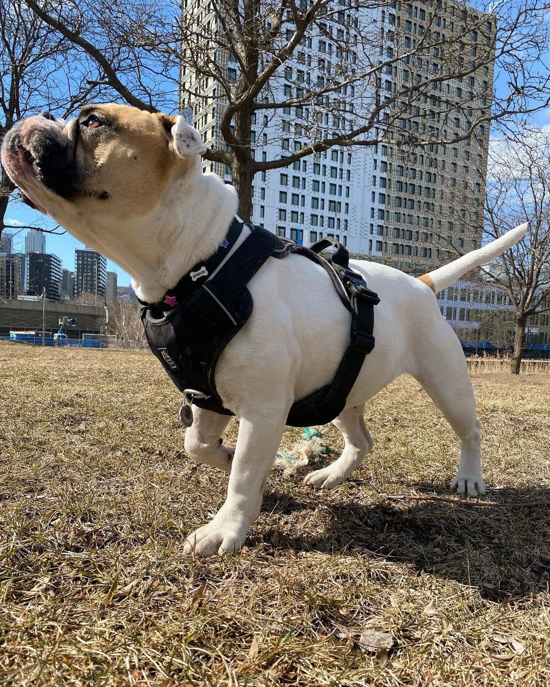 Bully Wags - Heavy-Duty Everyday Harness - Svart: Svart / X-Large