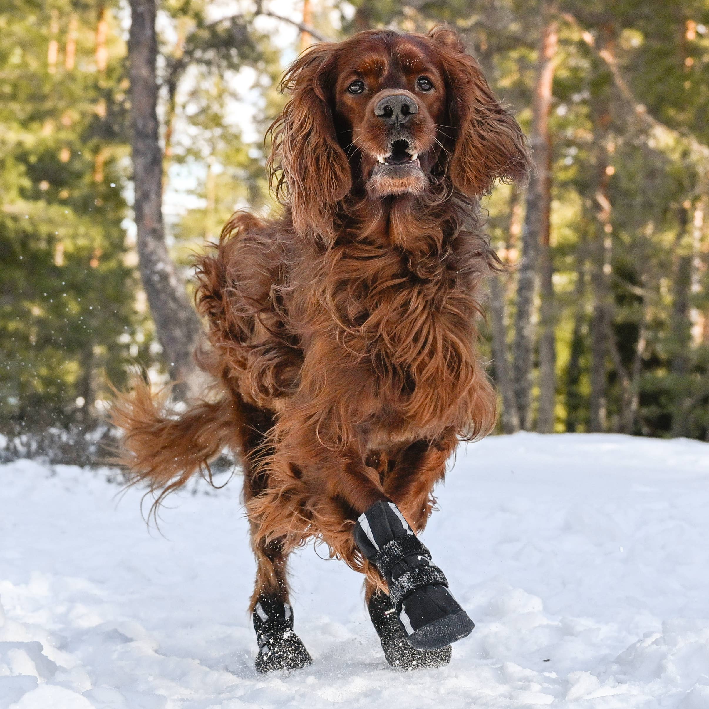 FINNERO HALLA Softshell Hundskor, 4 st/förpackning
