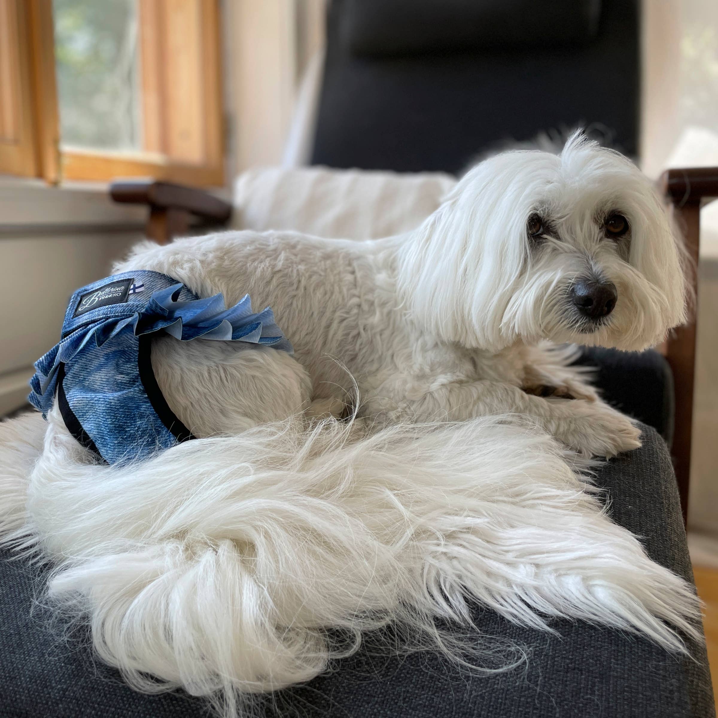 FINNERO BALLERINA Hundhygienbyxor – Rosa | Tvättbara tikskydd
