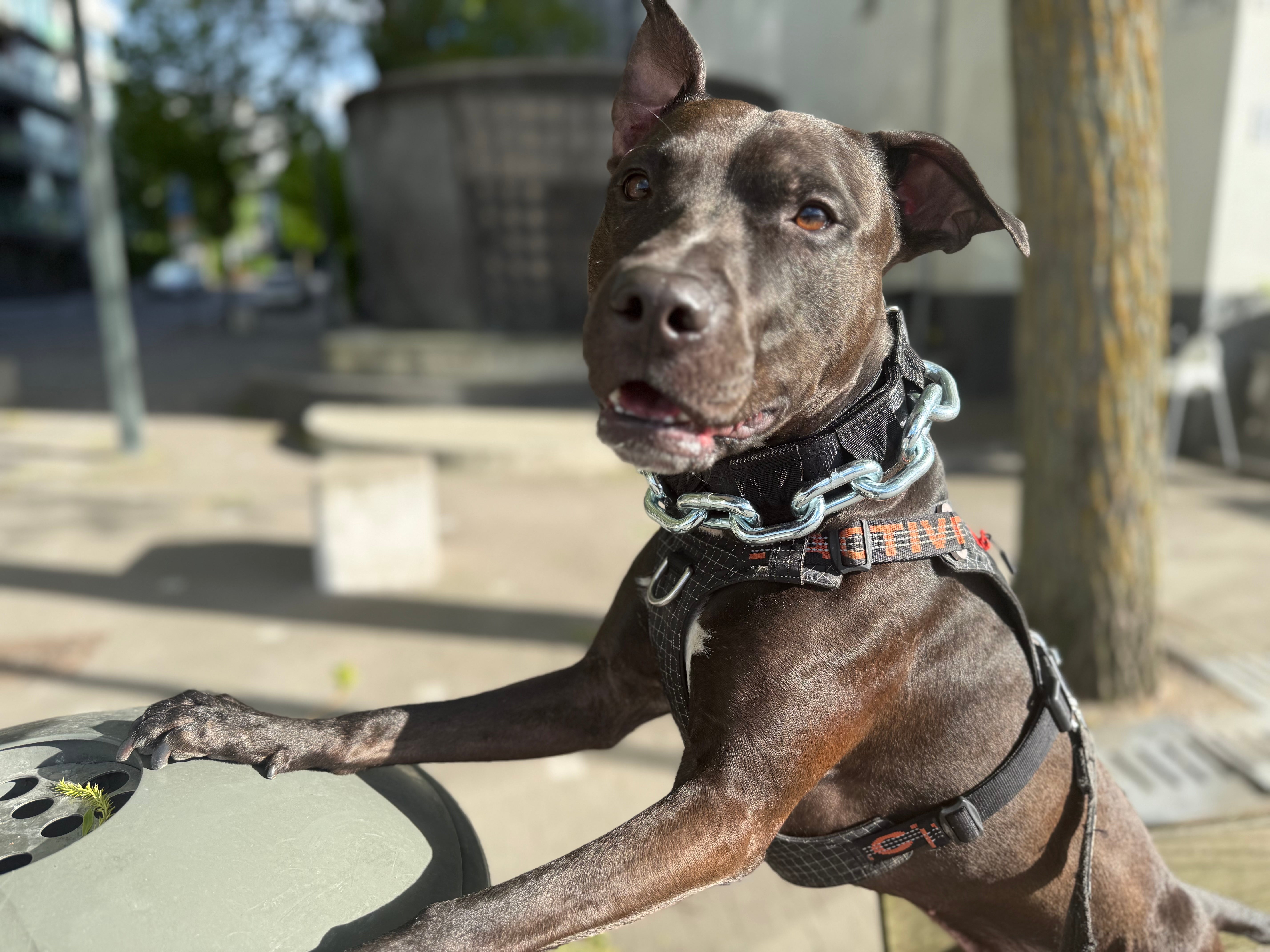 Vikthalsband för Hund – Exklusivt Tungt Stålkedjehalsband