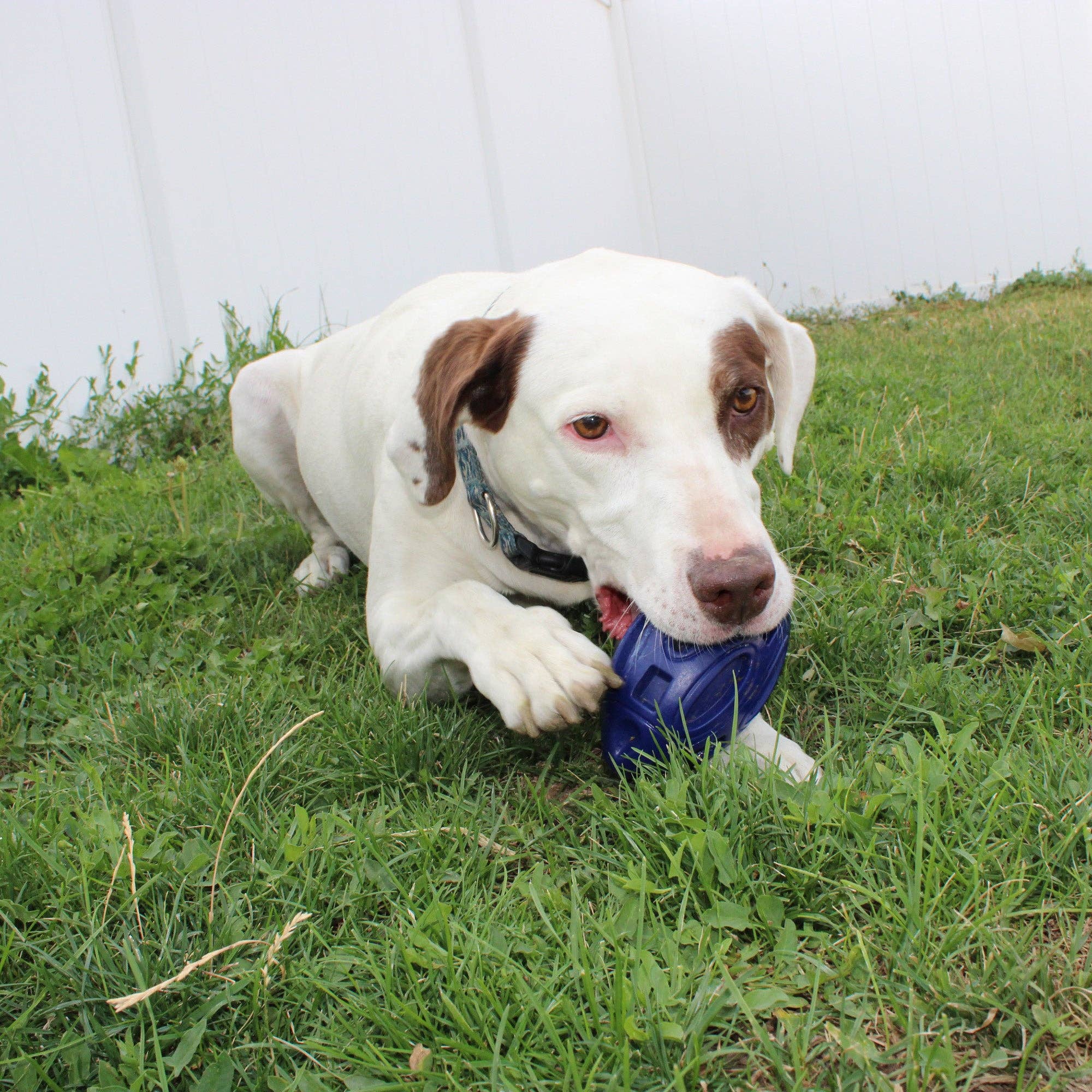 Camping With Dogs and AlphaPak - Chewie Squeak Gummi Fotboll