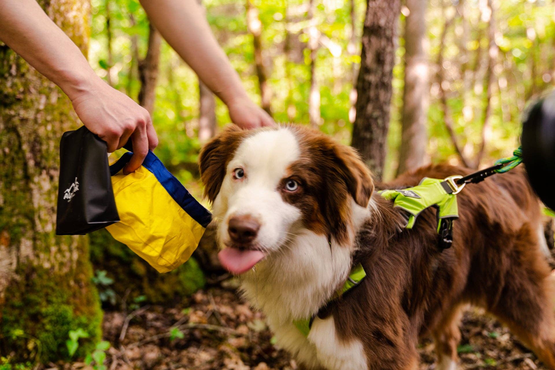 Camping With Dogs and AlphaPak - Gallatin Lätt Hopfällbar Hund Skål: Gul Hopfällbar Skål