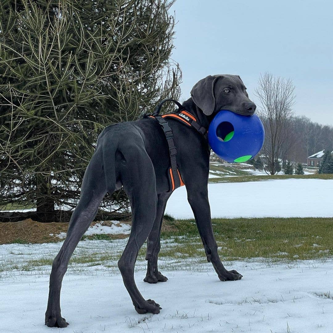 Teaser Ball – Slitstark hundleksak | Hundboll för starka hundar