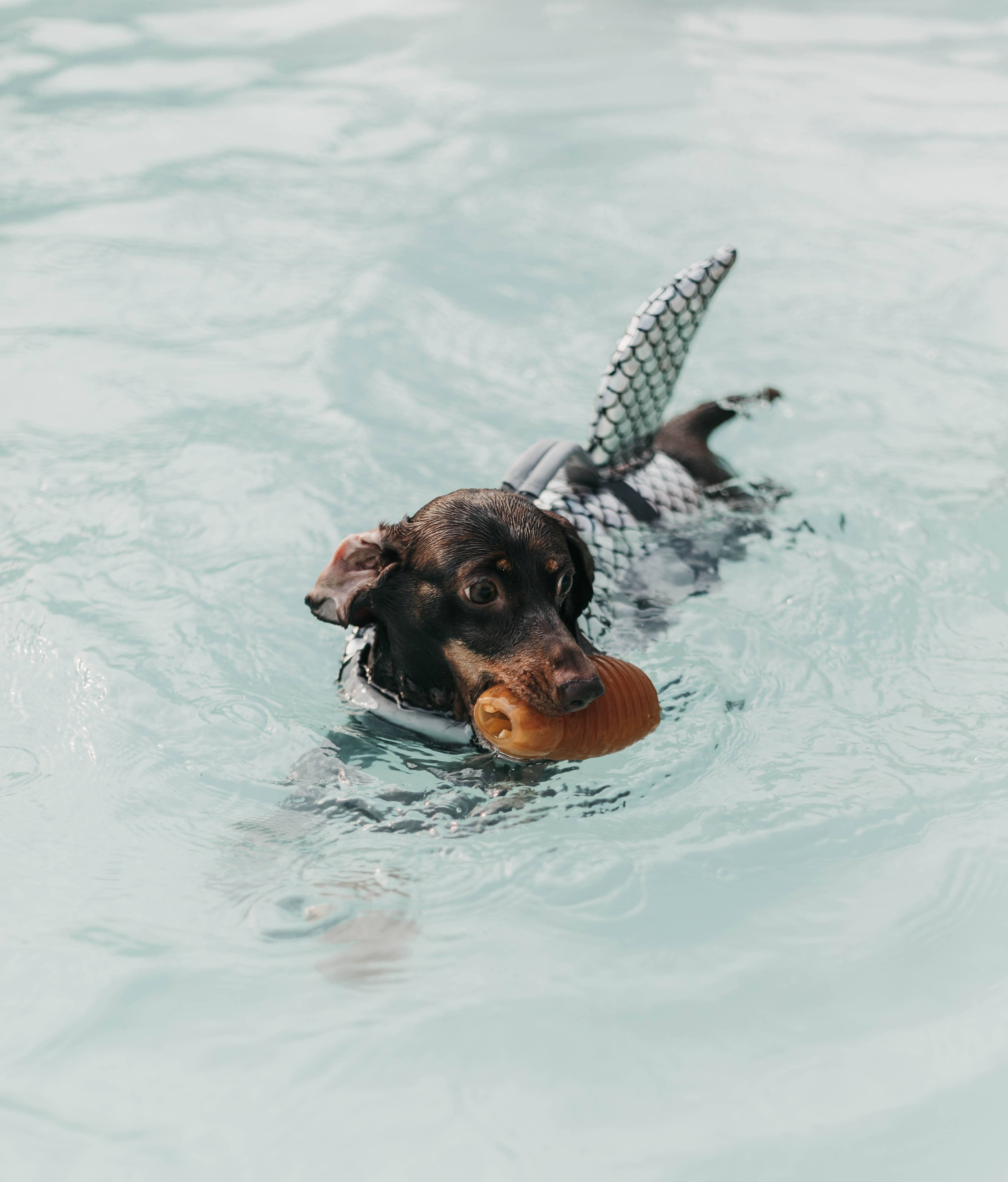 Gnugga Bouncy Hund Leksak: M