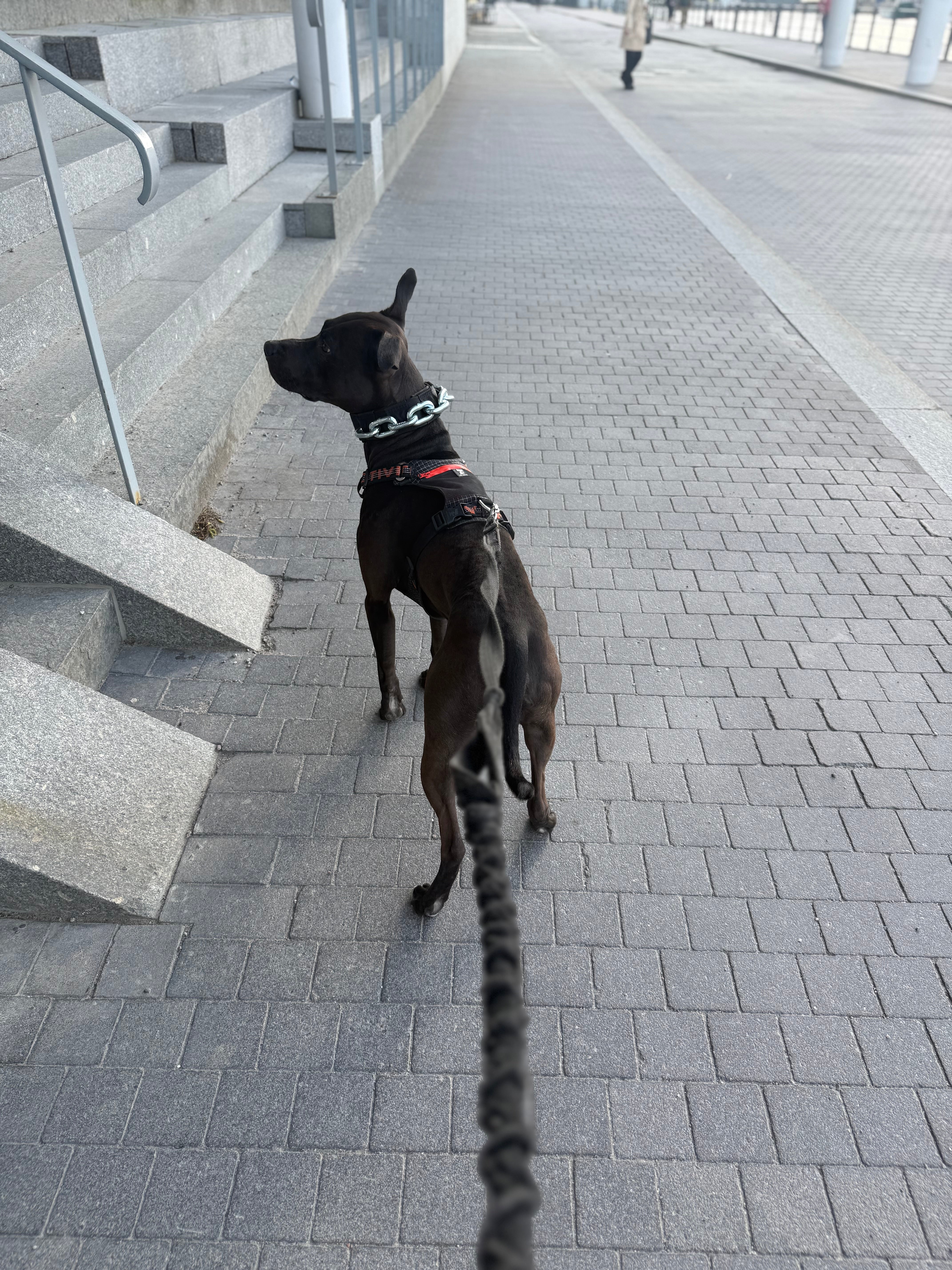 Vikthalsband för Hund – Exklusivt Tungt Stålkedjehalsband