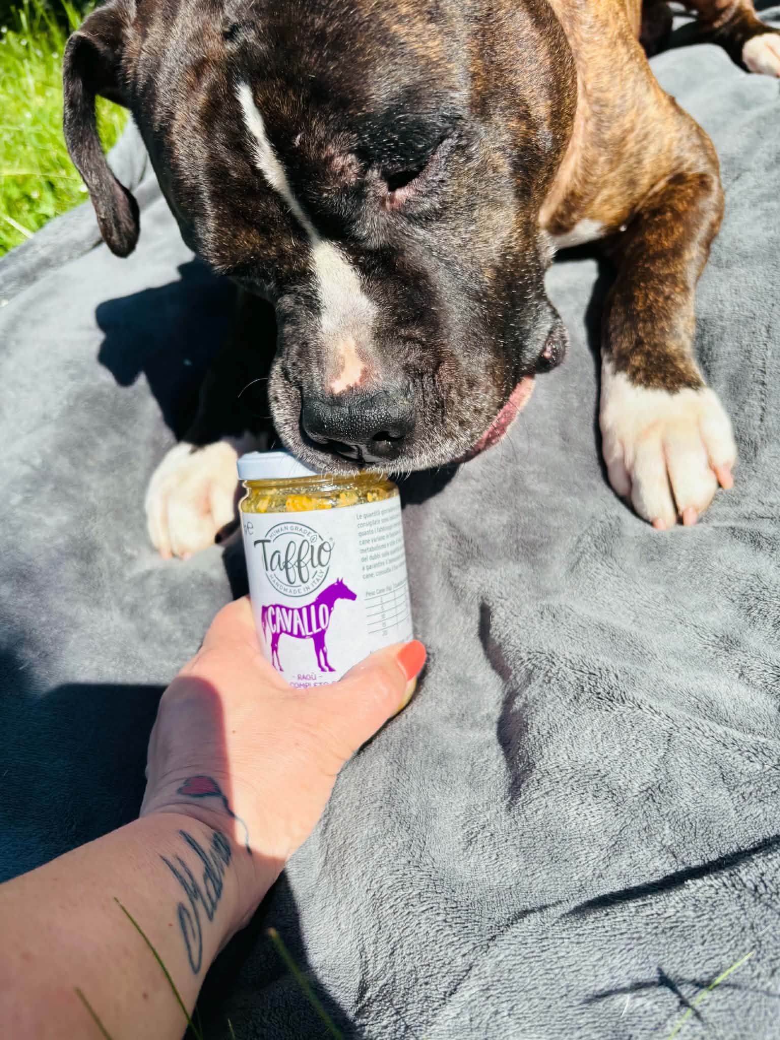 Taffio Pet Food – Häst Ragù 250 g | Komplett våtfoder för hund