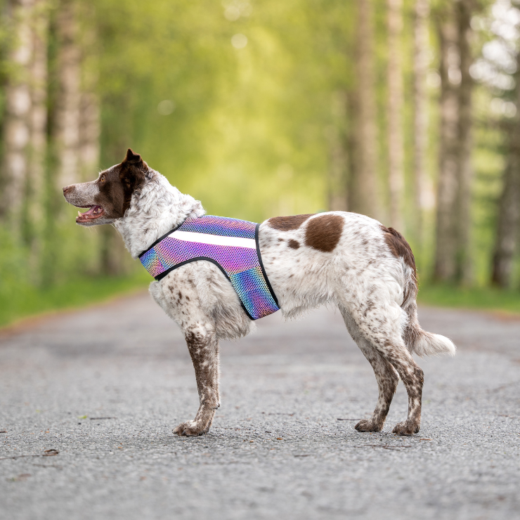GLOW – Helreflekterande reflexväst för hund med regnbågseffekt