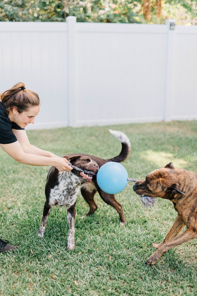 Jolly Ball Romp-n-Roll 15 cm orange – tålig hundboll med rep och vaniljdoft