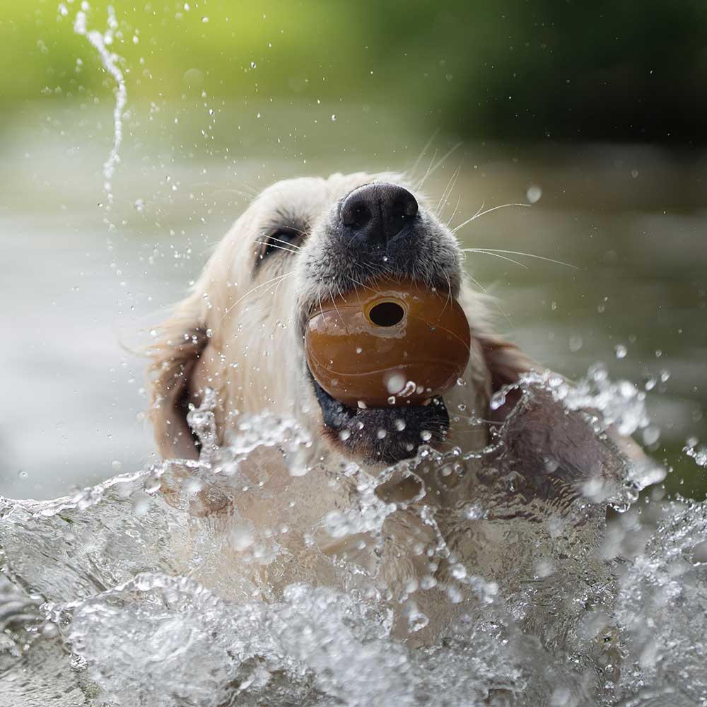 Gnugga bollen hund leksak: M