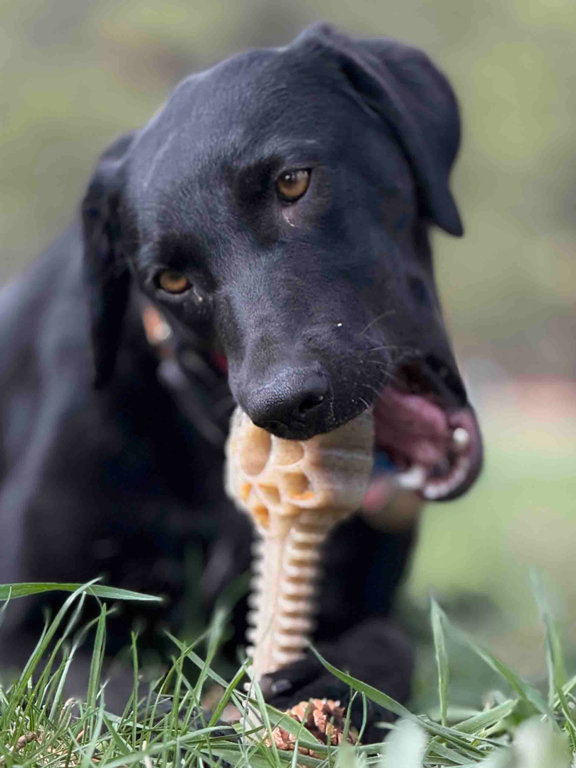 SodaPup Dog Toys - Honey Bone Dental Flower Tower eChew Ultra Hållbar Nylon Hundtuggleksak - XL: Blomtorn - XL