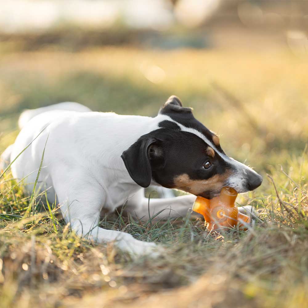 Gnugga gratis hoppa hund leksak: XL