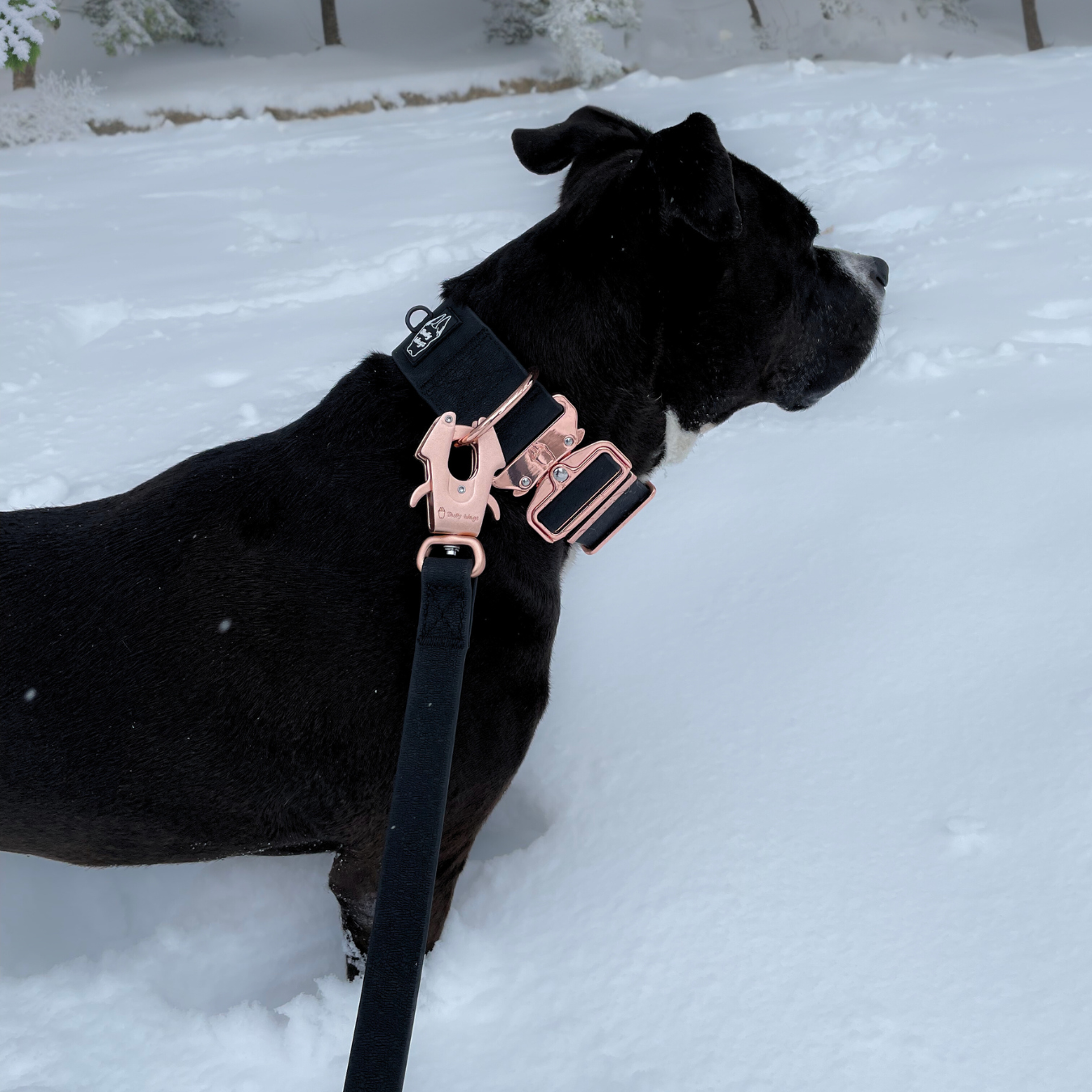 Bully Wags - 2 tums vattentät PVC hundkrage 2.0: Silver / Medium