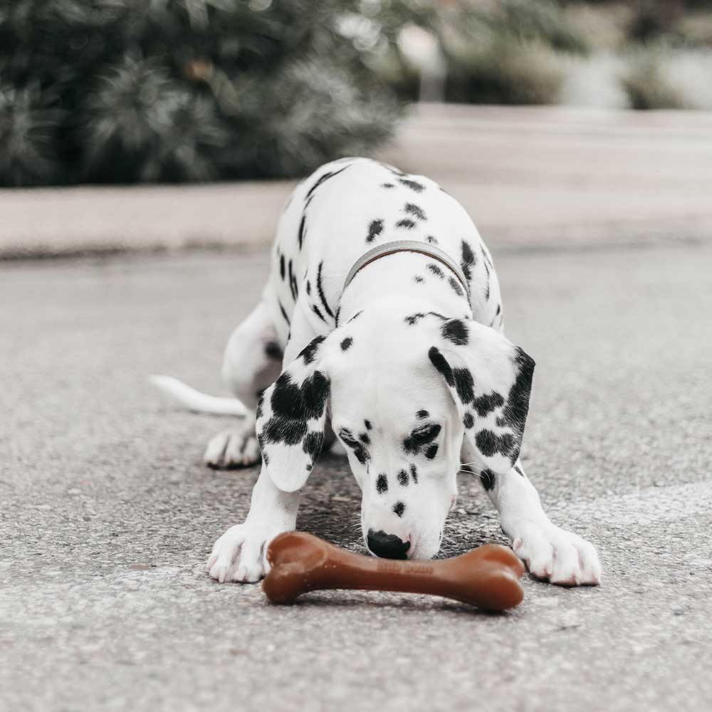 Gnugga ben hund leksak: M