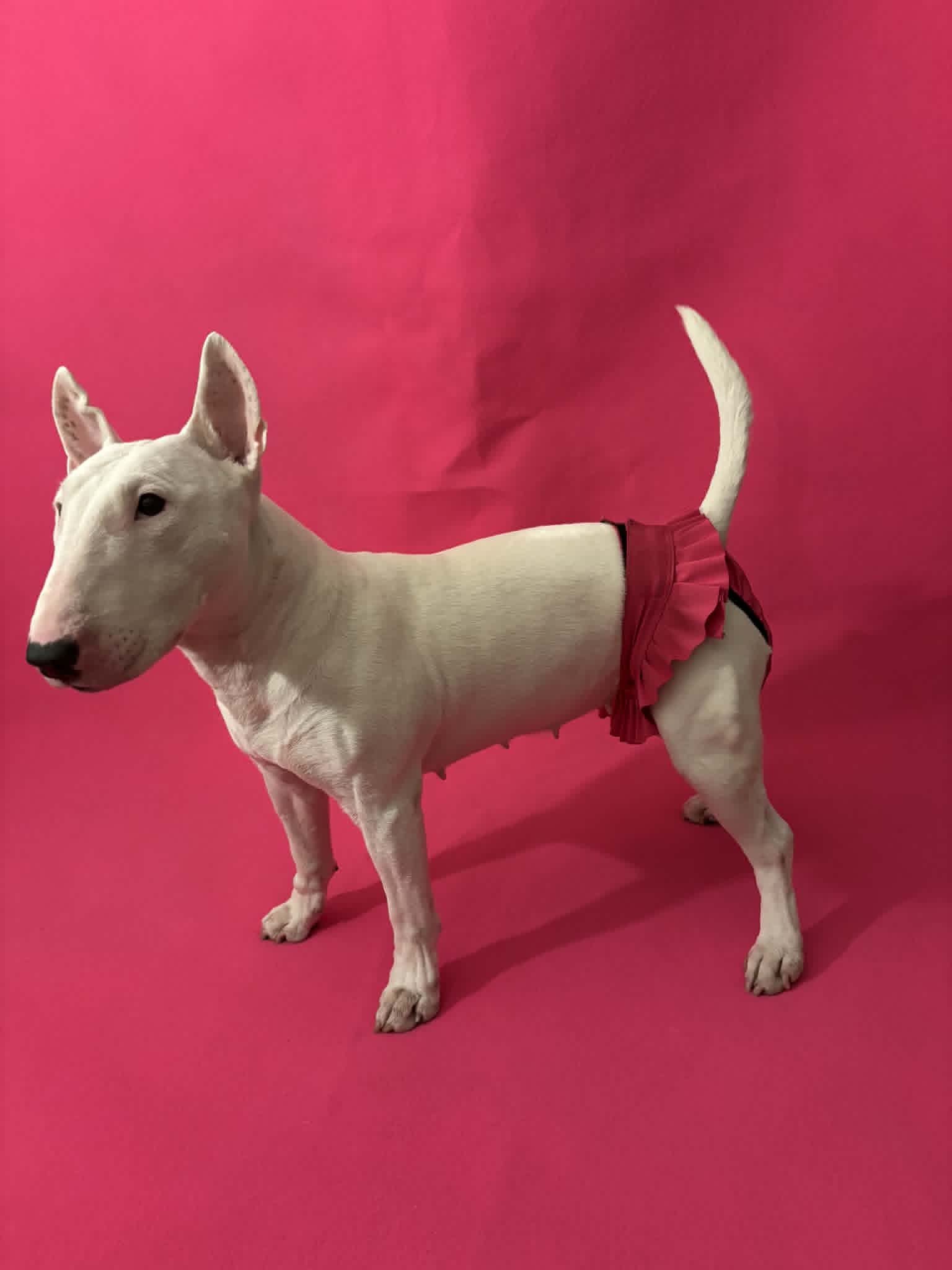 FINNERO BALLERINA Hundhygienbyxor – Rosa | Tvättbara tikskydd