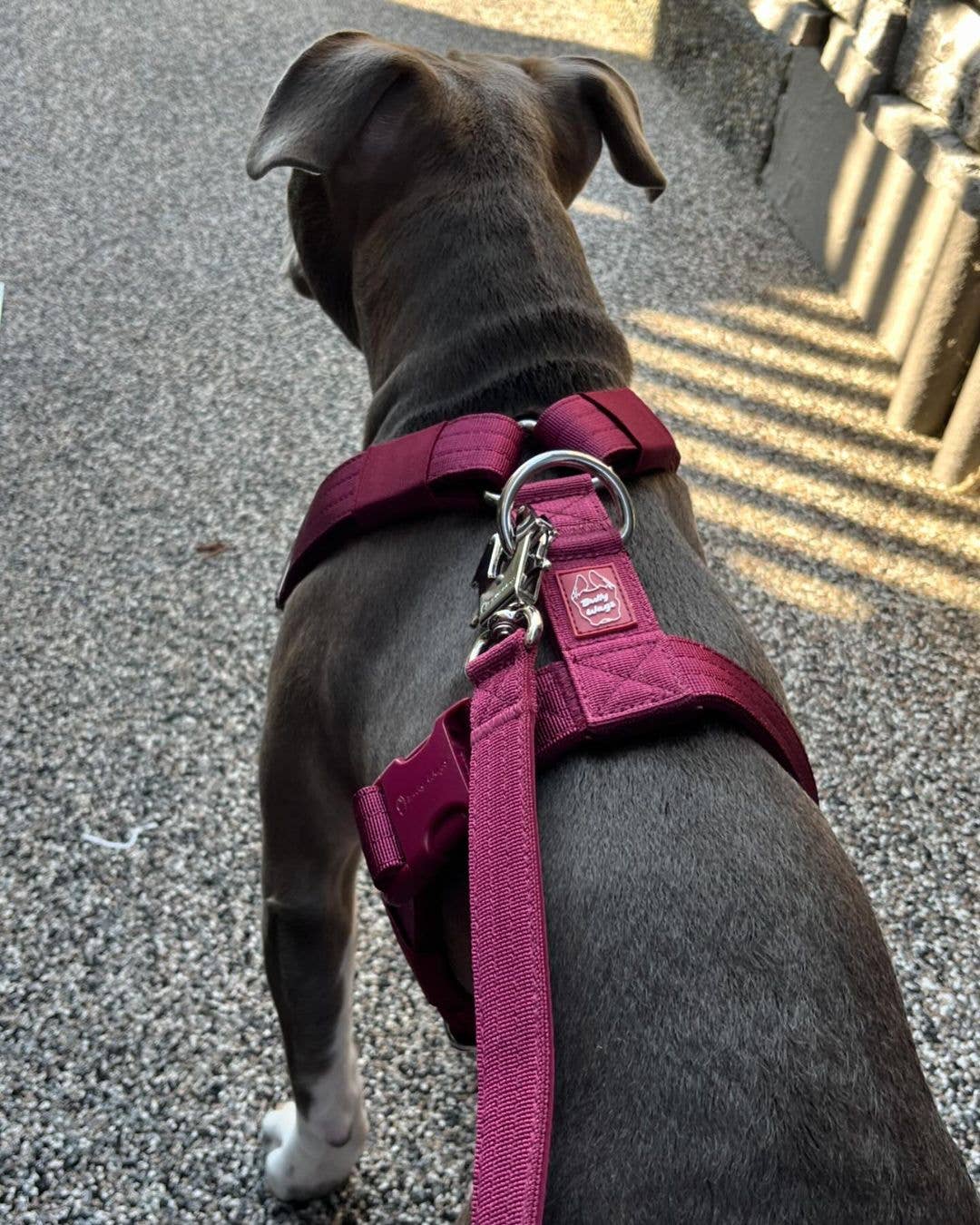 Bully Wags - Taktiskt hundkoppel - Cherry Wine: 180 cm/ W/trafikhandtag
