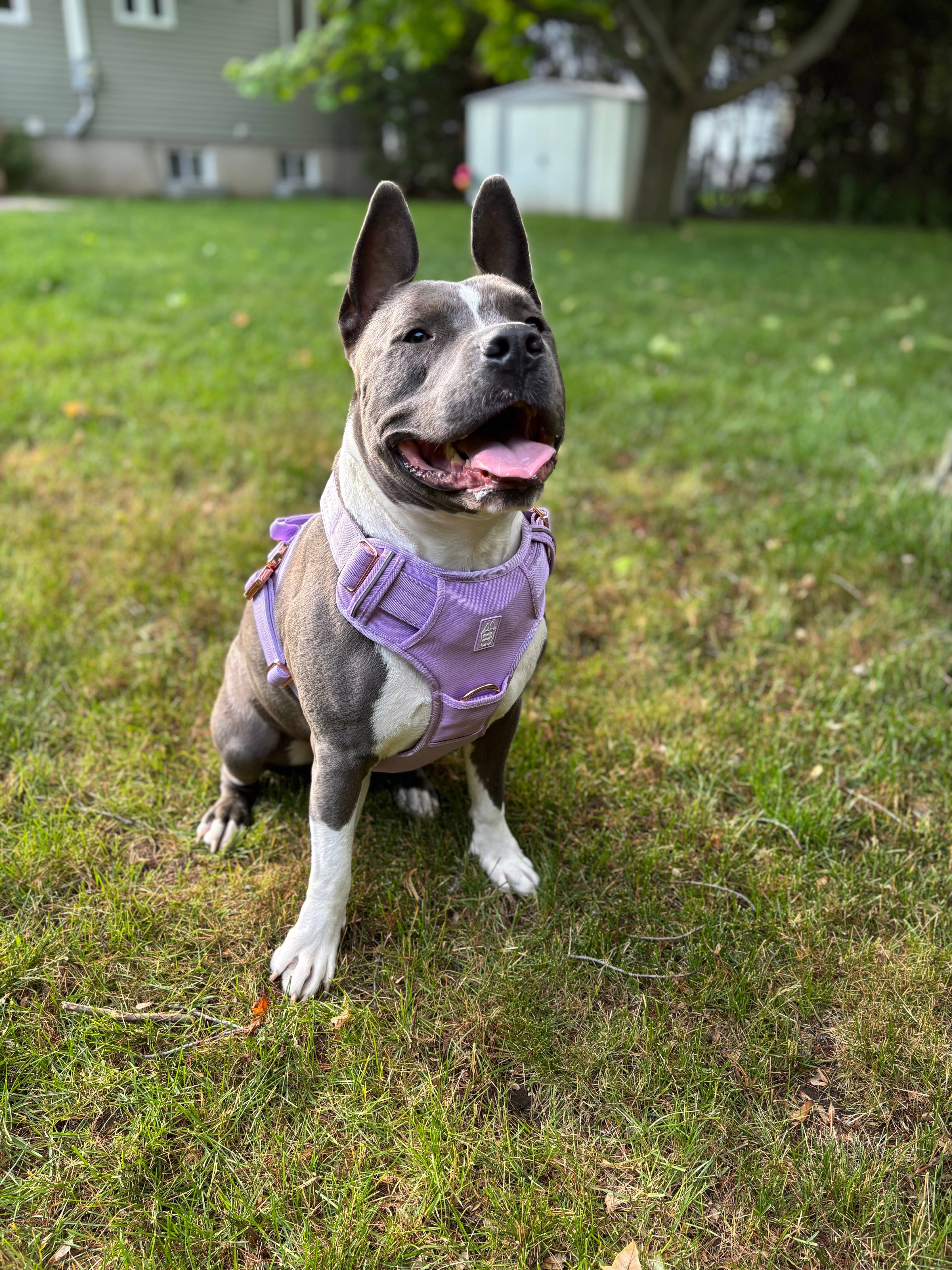 Bully Wags - Tungt Vardagssele - Lila: Medium