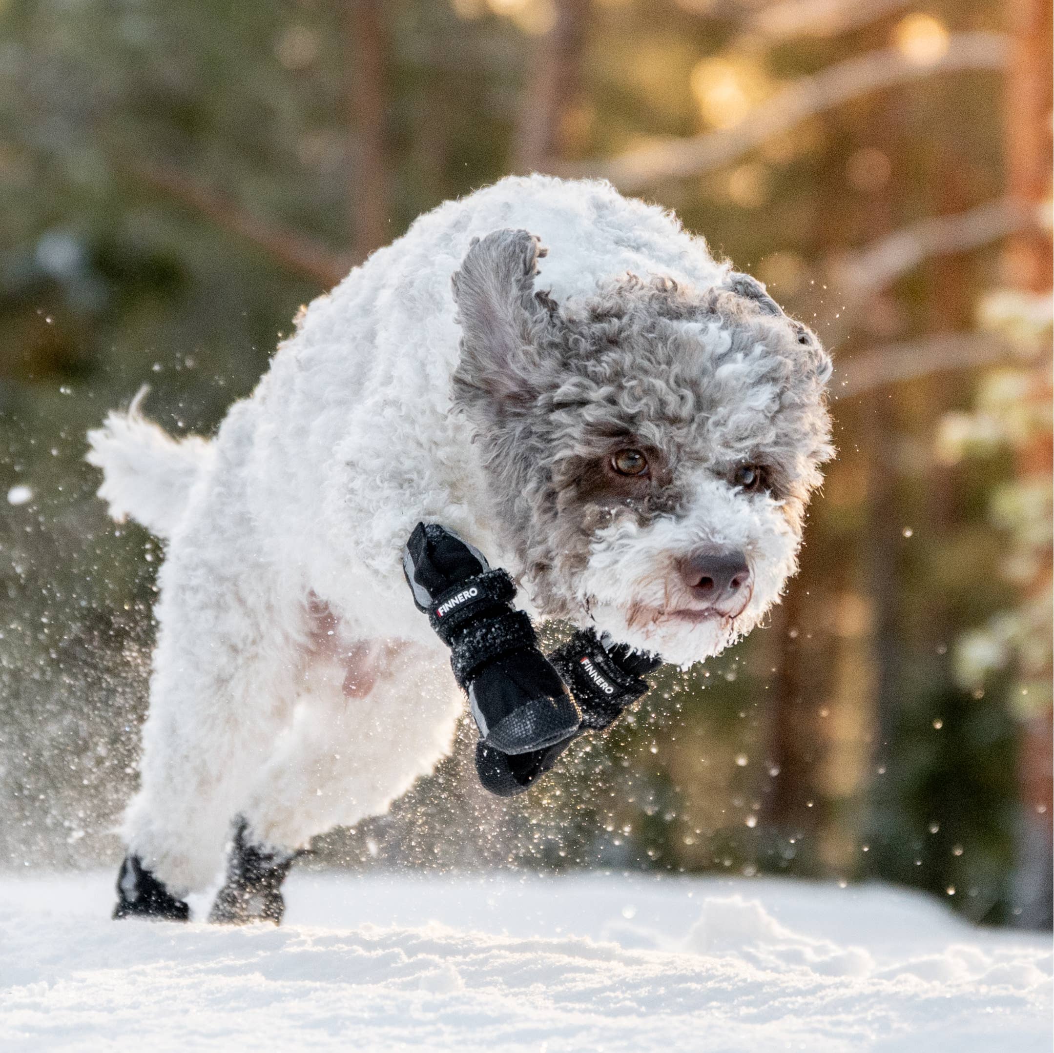FINNERO HALLA Softshell Hundskor, 4 st/förpackning