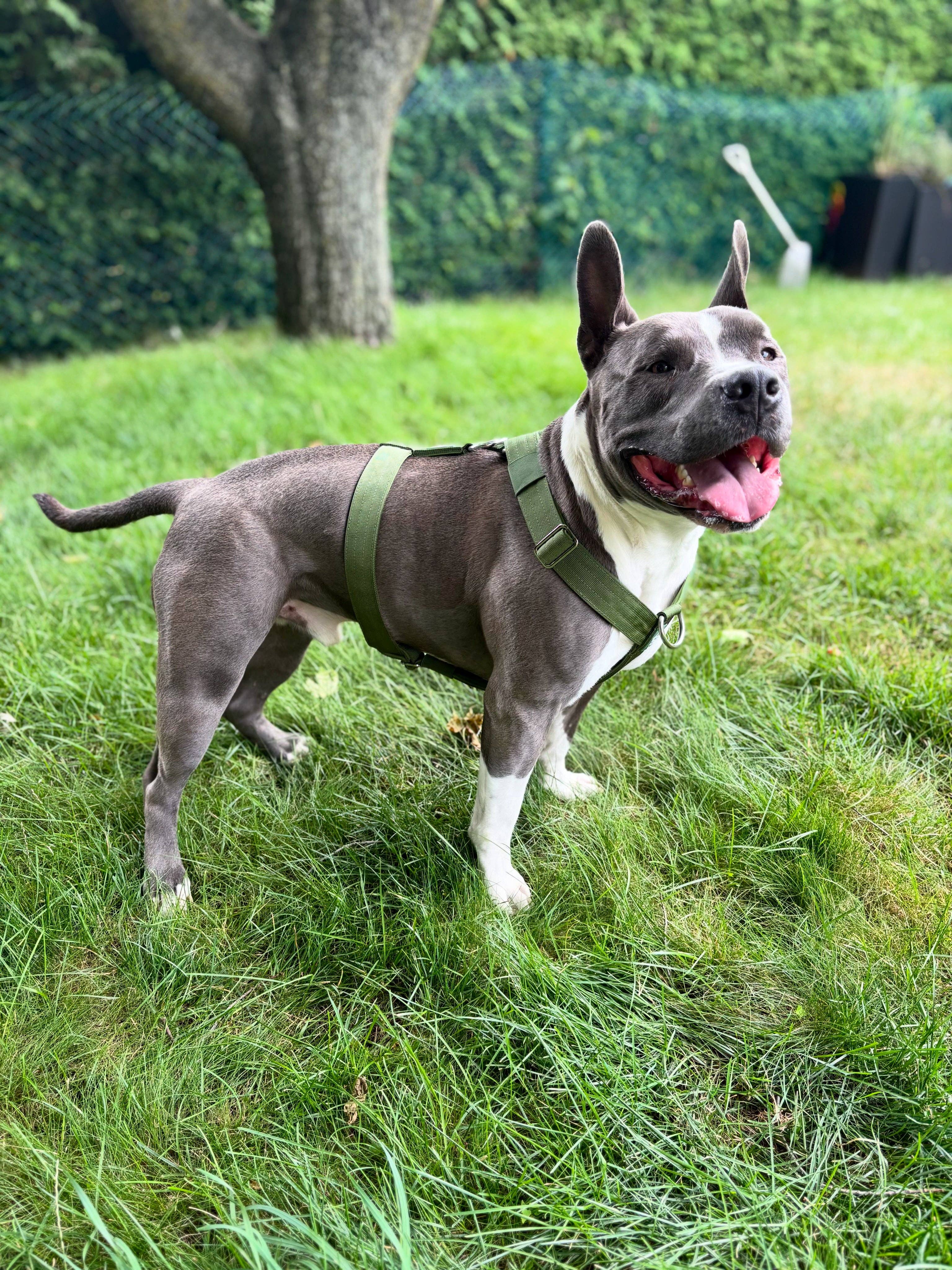 Bully Wags - Y Strap Äventyr Sele - Kaktus Grön: Kaktus Grön / Liten