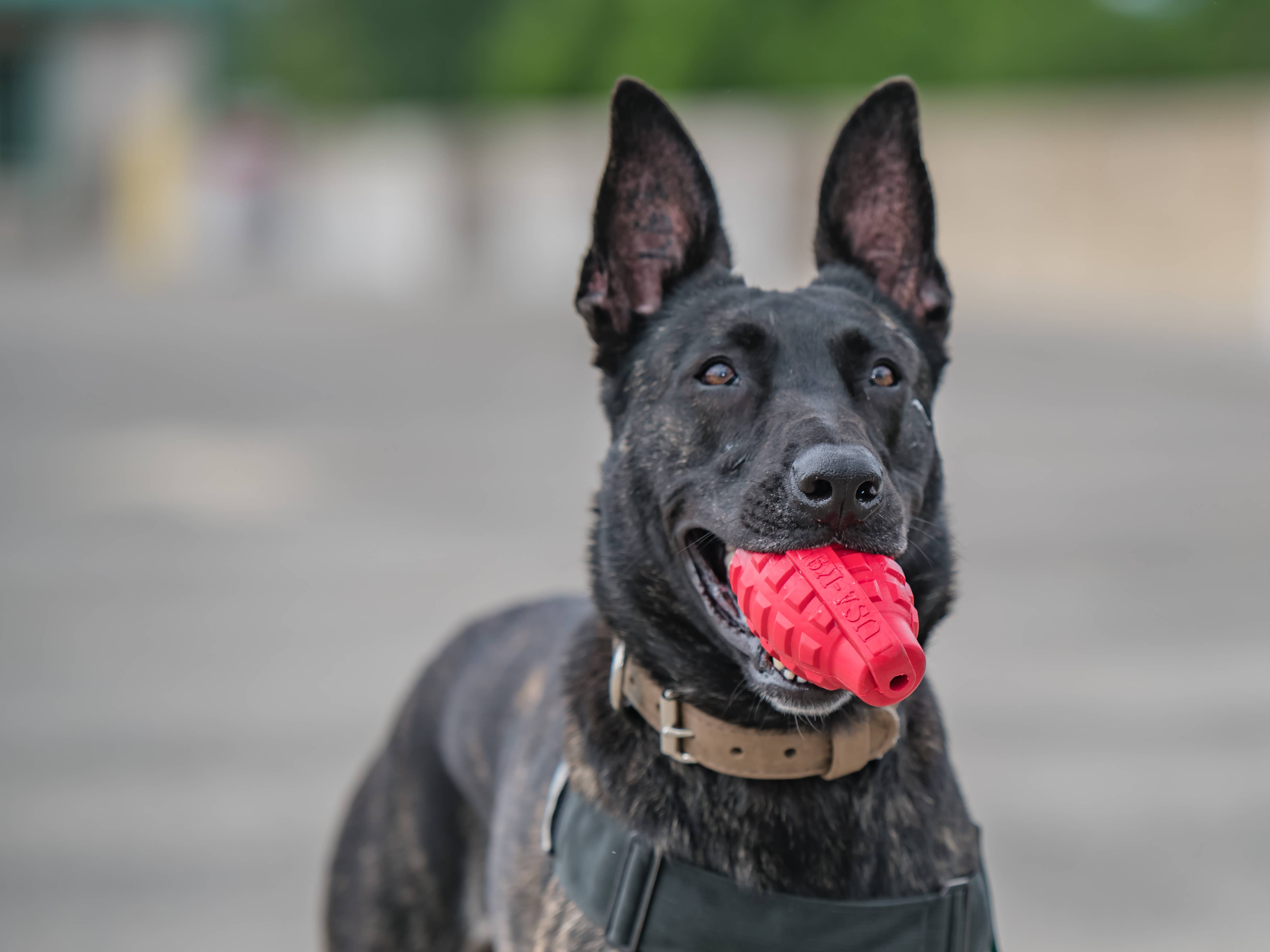 K9 Granat – Röd | Extremt hållbar tuggleksak för starka käkar