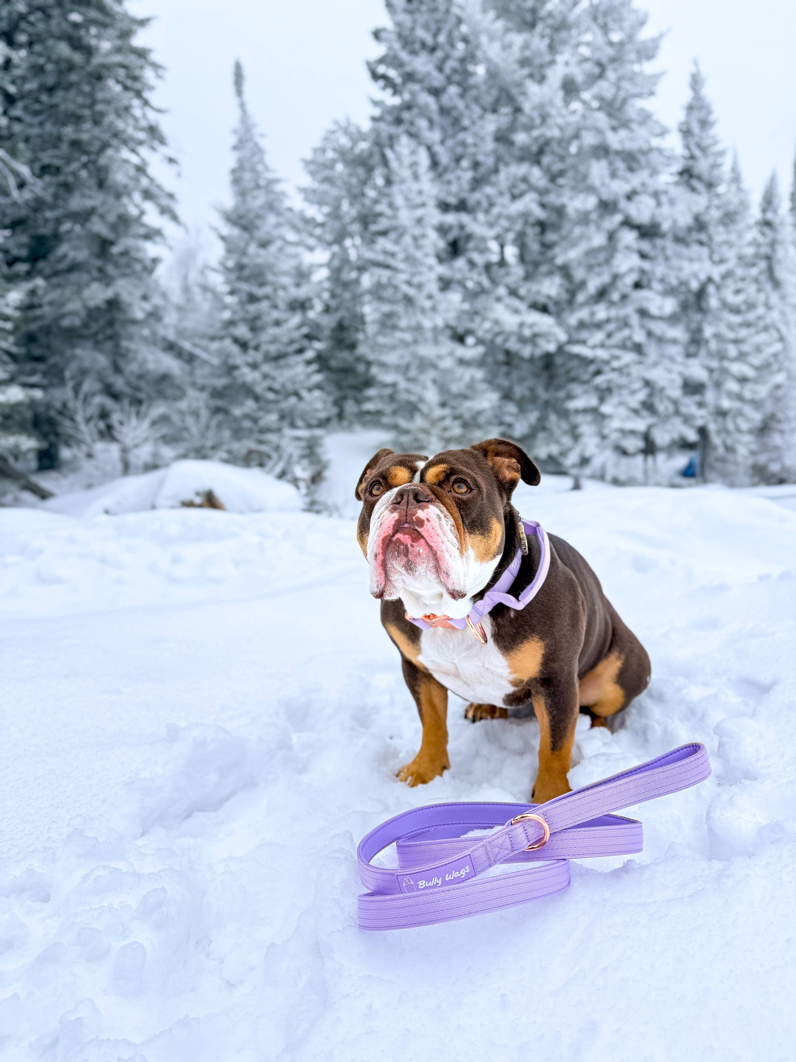 Bully Wags - 1,5" taktisk krage med handtag - Lila