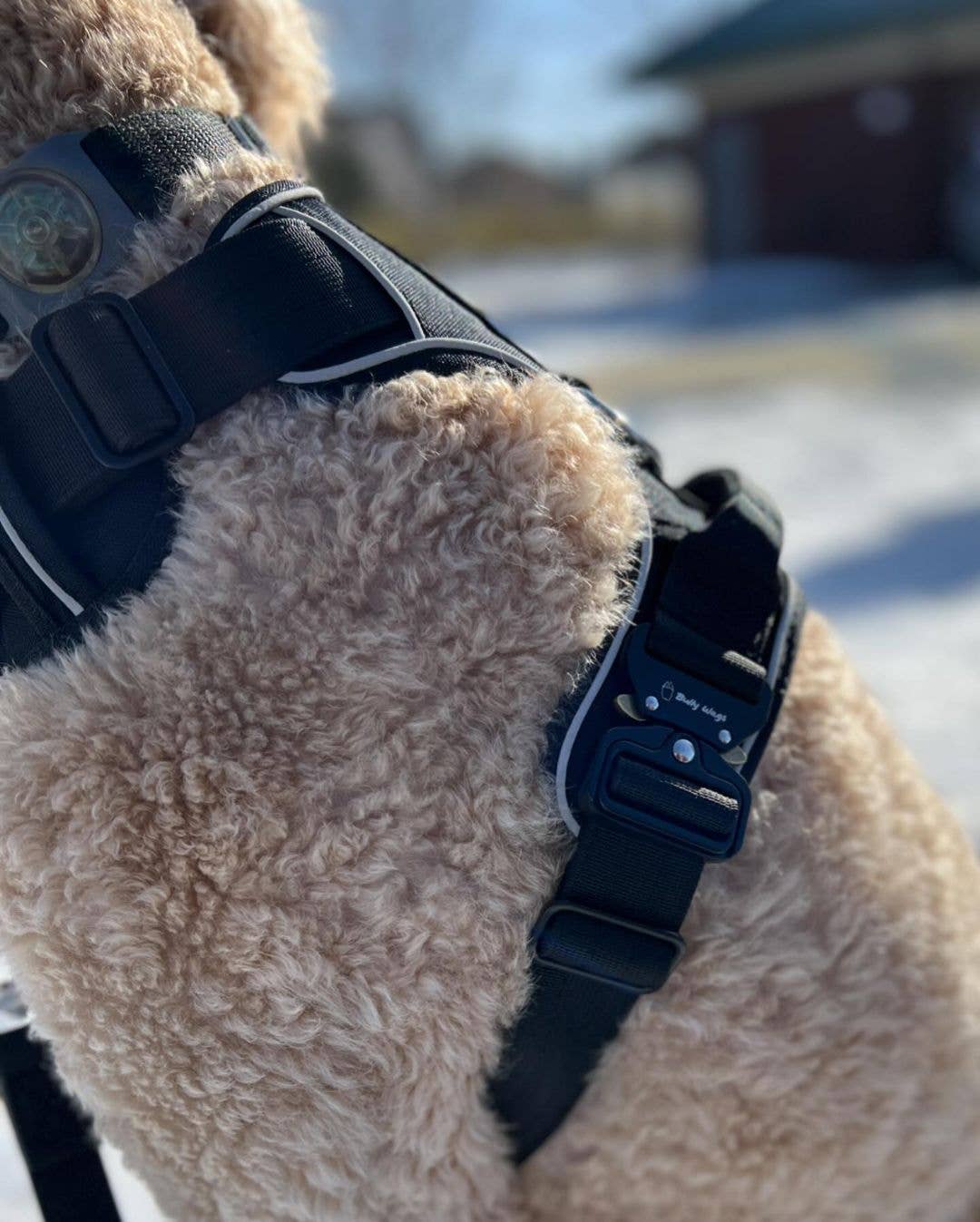 Bully Wags - Heavy-Duty Everyday Harness - Svart: Svart / Medium