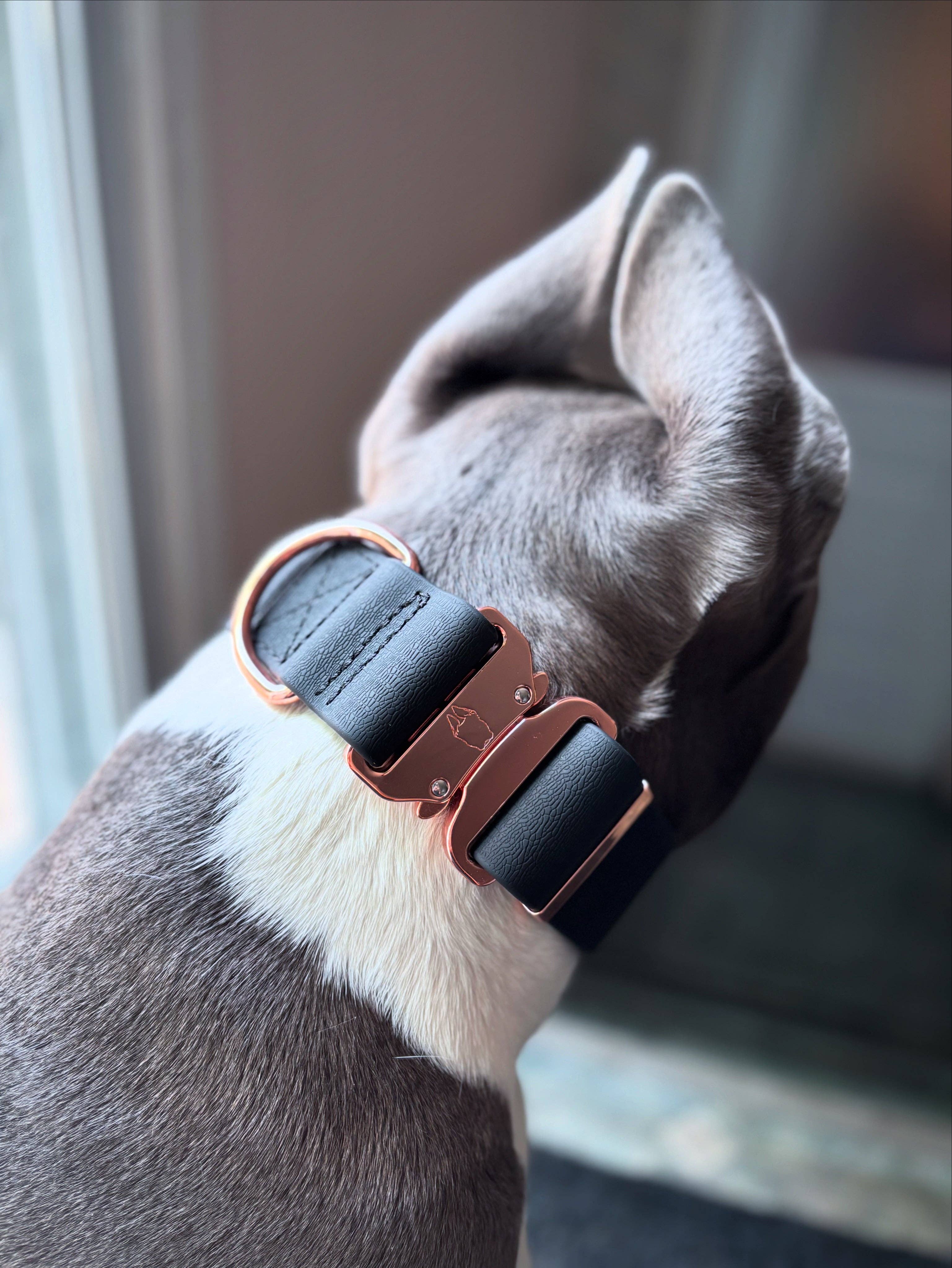 Bully Wags - 2 tums vattentät PVC hundkrage 2.0: Rose guld / Medium