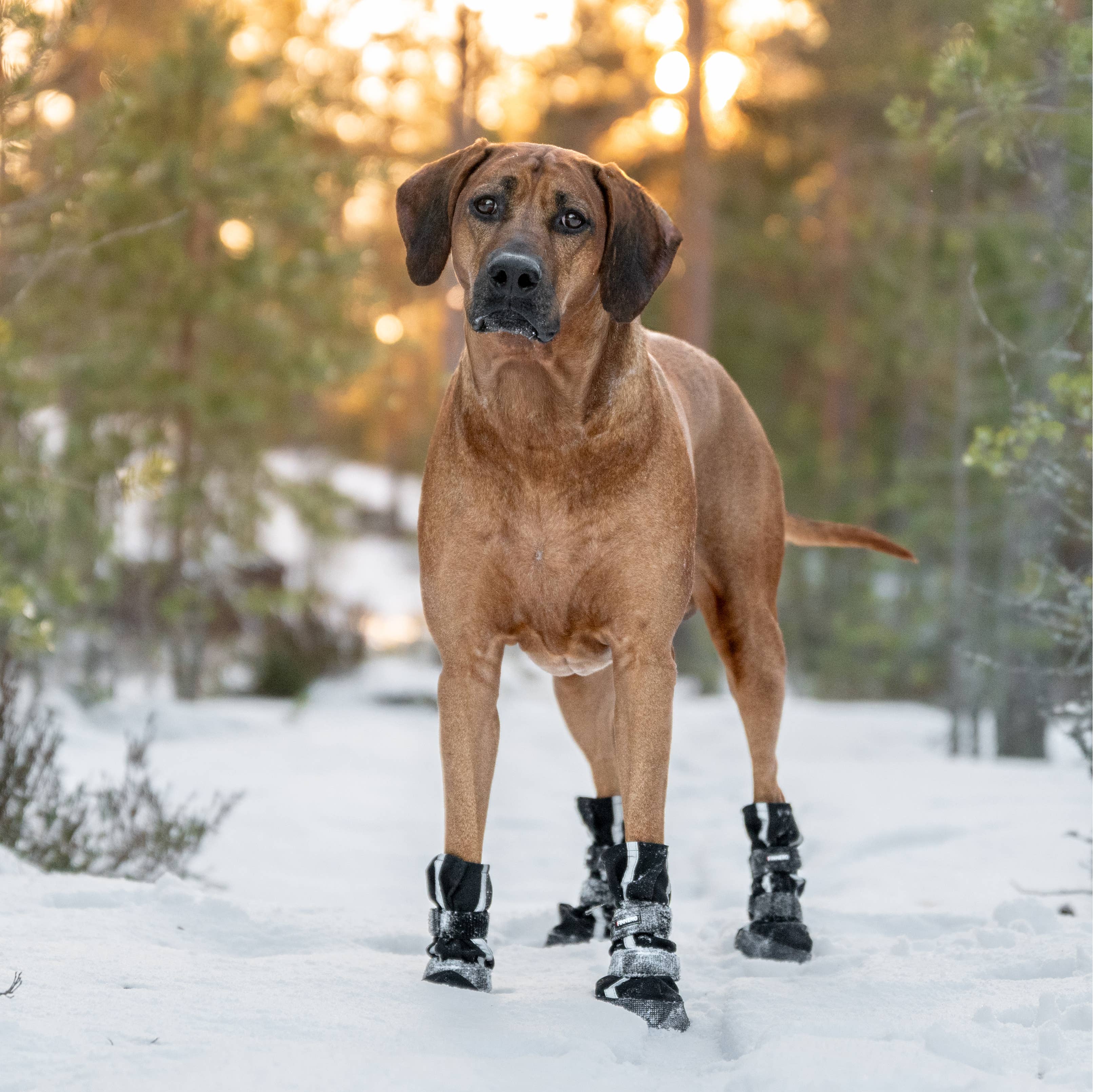 FINNERO HALLA Softshell Hundskor, 4 st/förpackning
