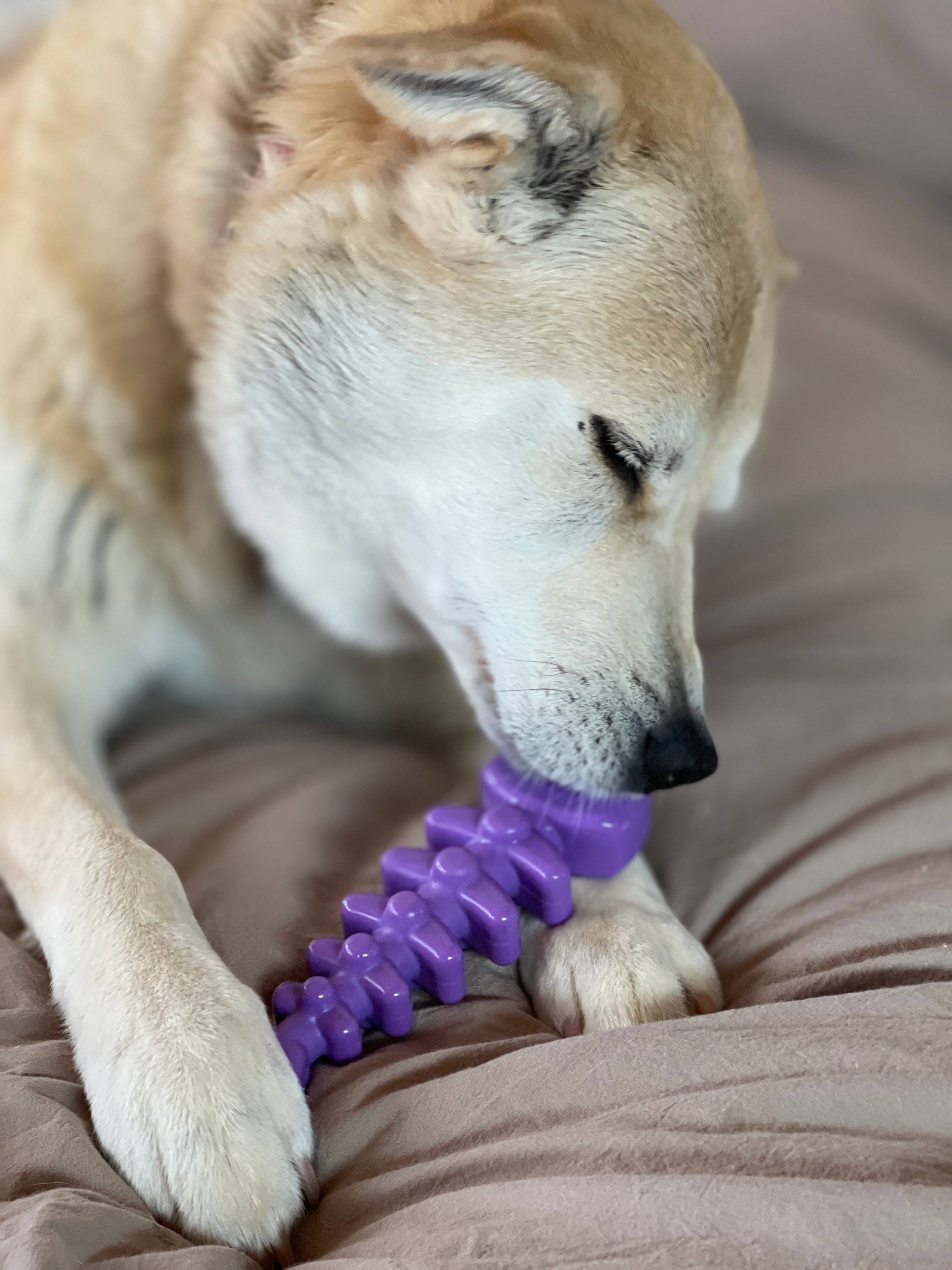 SodaPup Dog Toys - Fish Bone Ultra Slitstark Nylon tuggleksak: Brun
